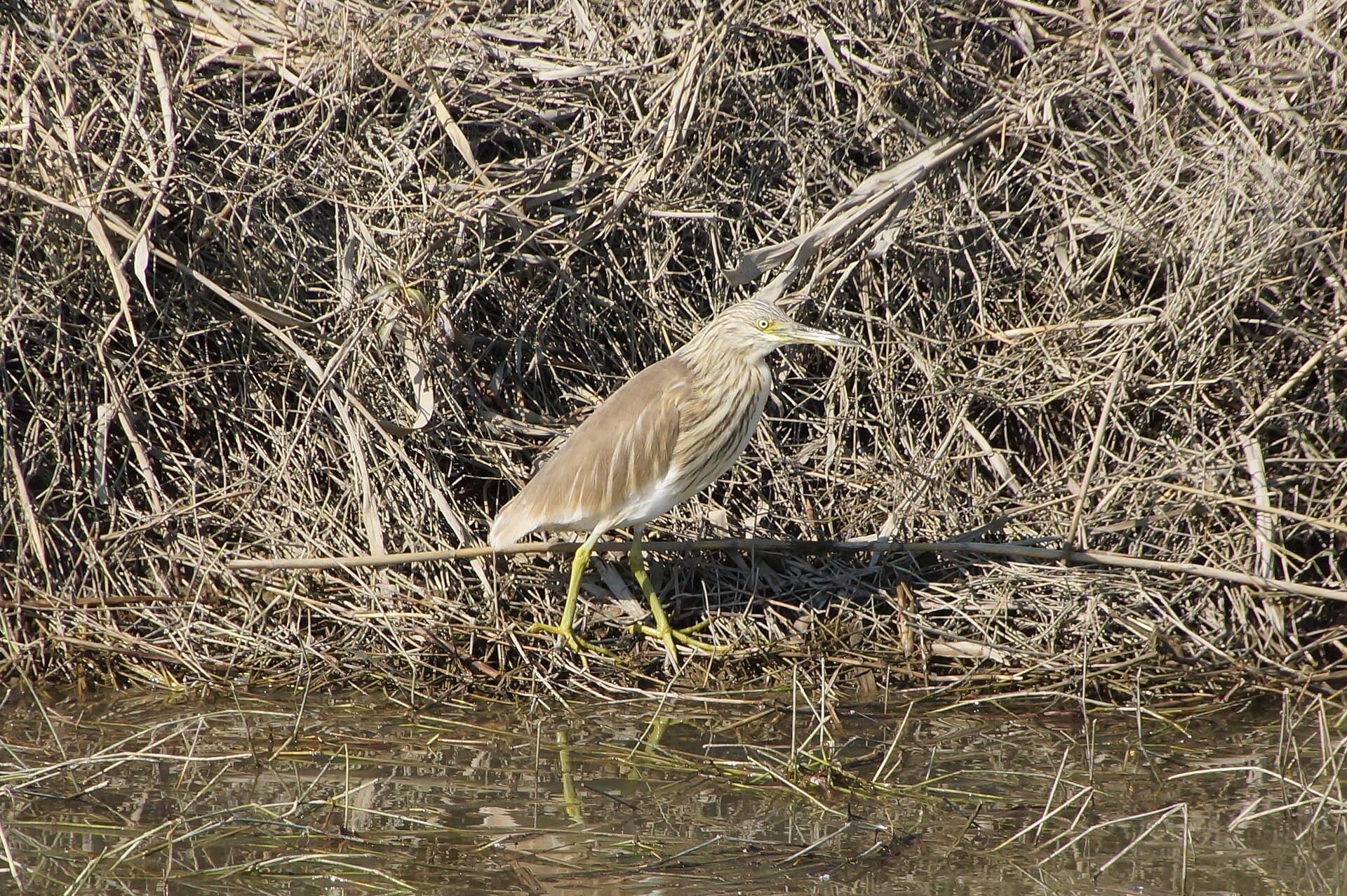 Ralreiger (Ardeola ralloides) - Ardeola ralloides (16906978675)