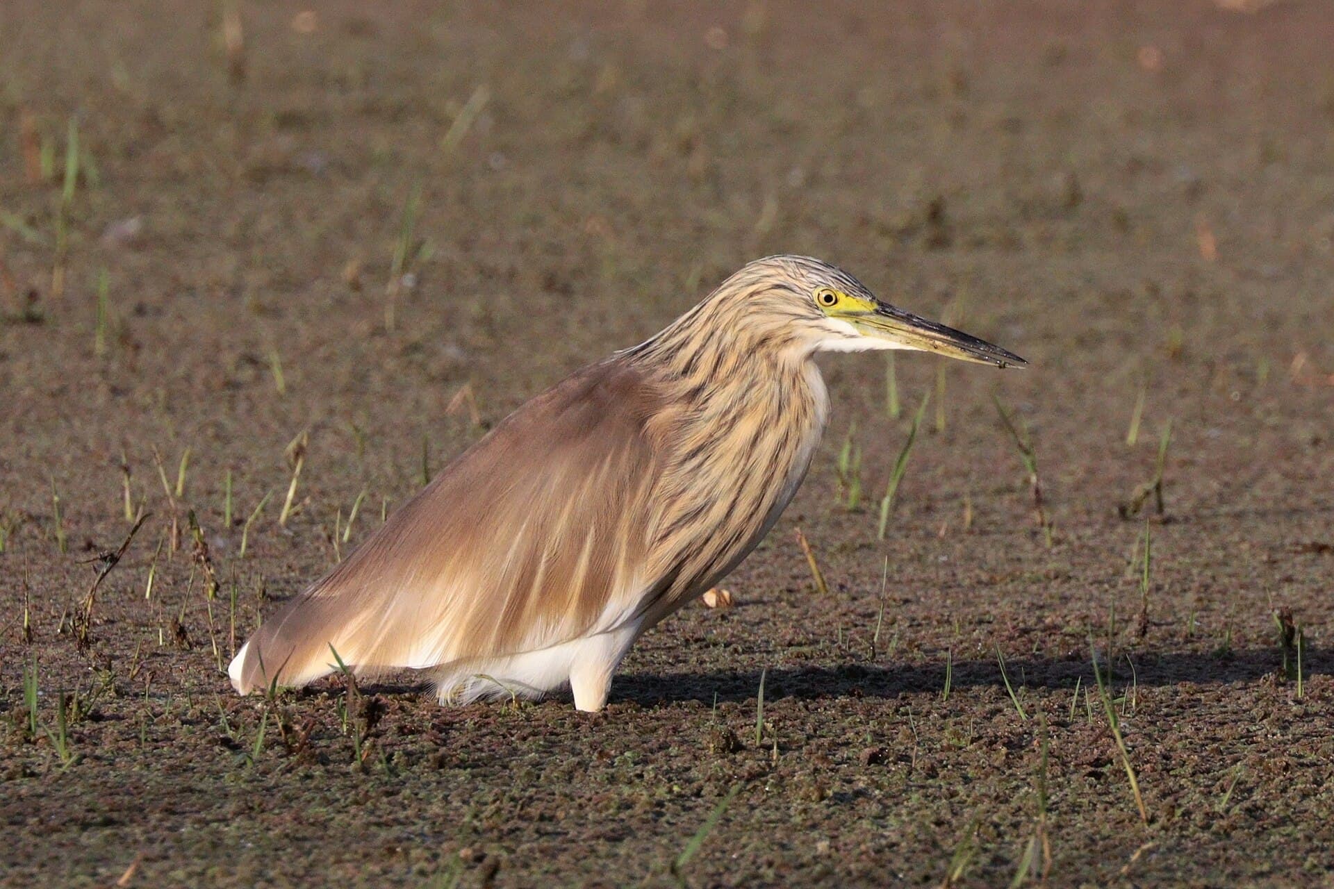 Ralreiger (Ardeola ralloides) - Common squacco heron (Ardeola ralloides) Ethiopia
