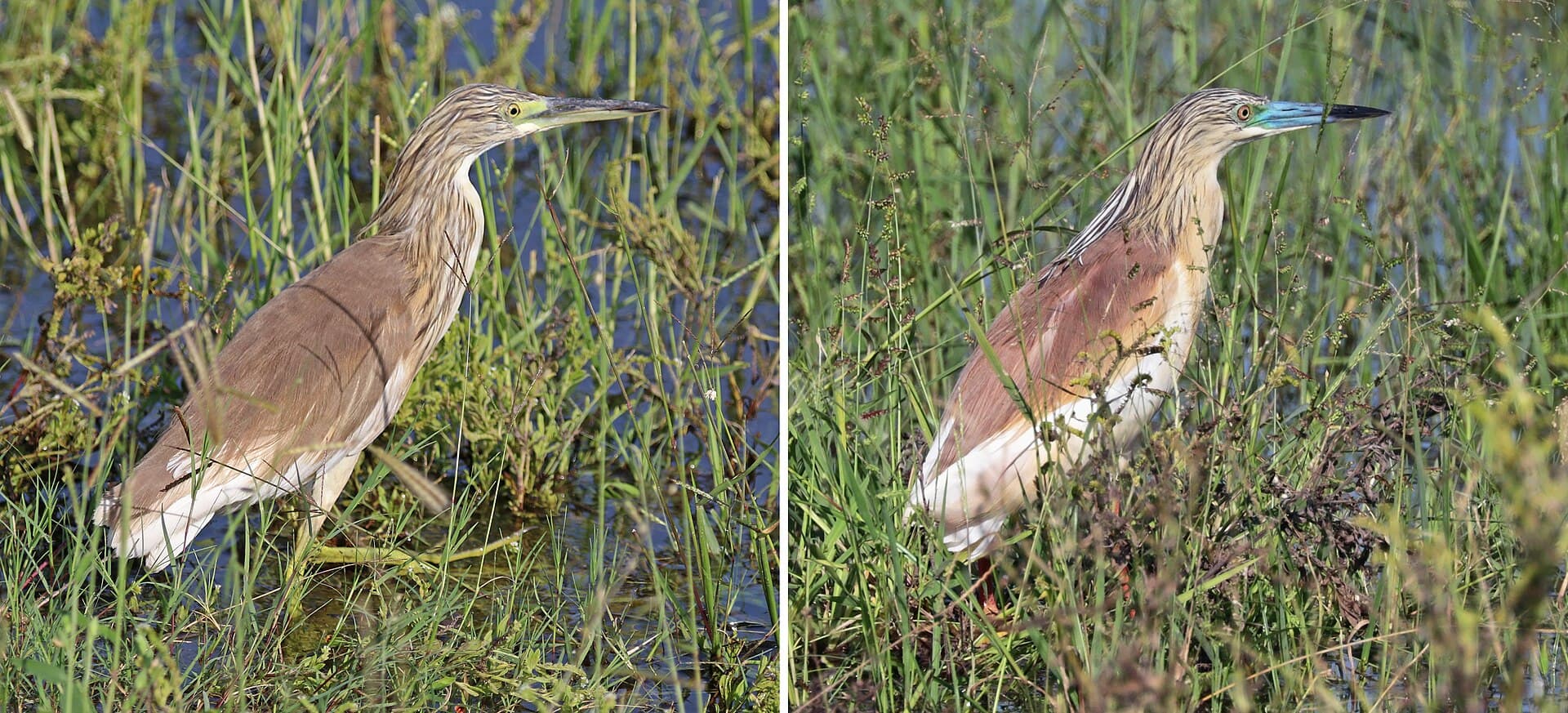 Ralreiger (Ardeola ralloides) - Squacco heron (Ardeola ralloides) breeding colour composite