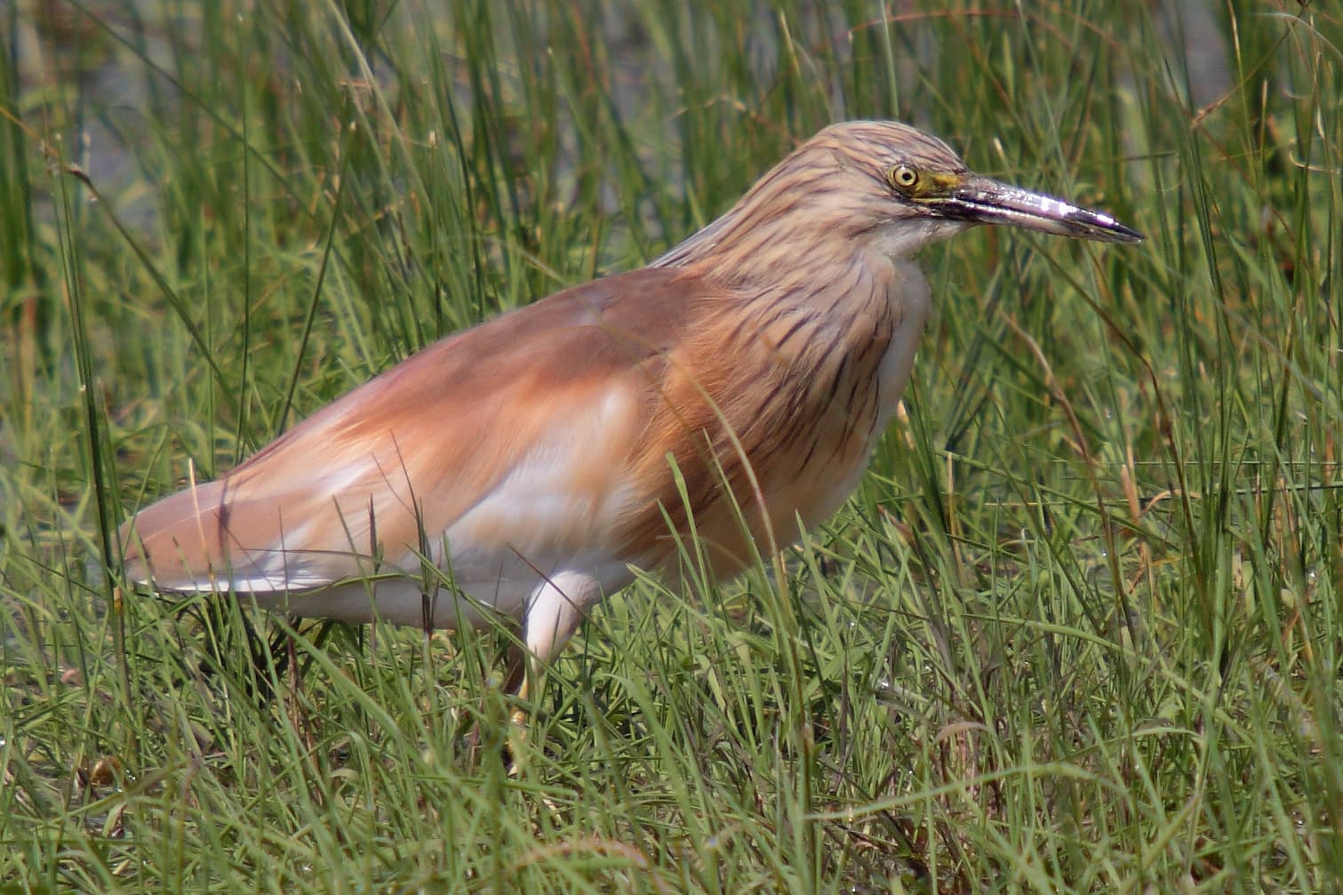 Ralreiger (Ardeola ralloides) - 090504-squacco-heron-at-KAlloni-salt-pans