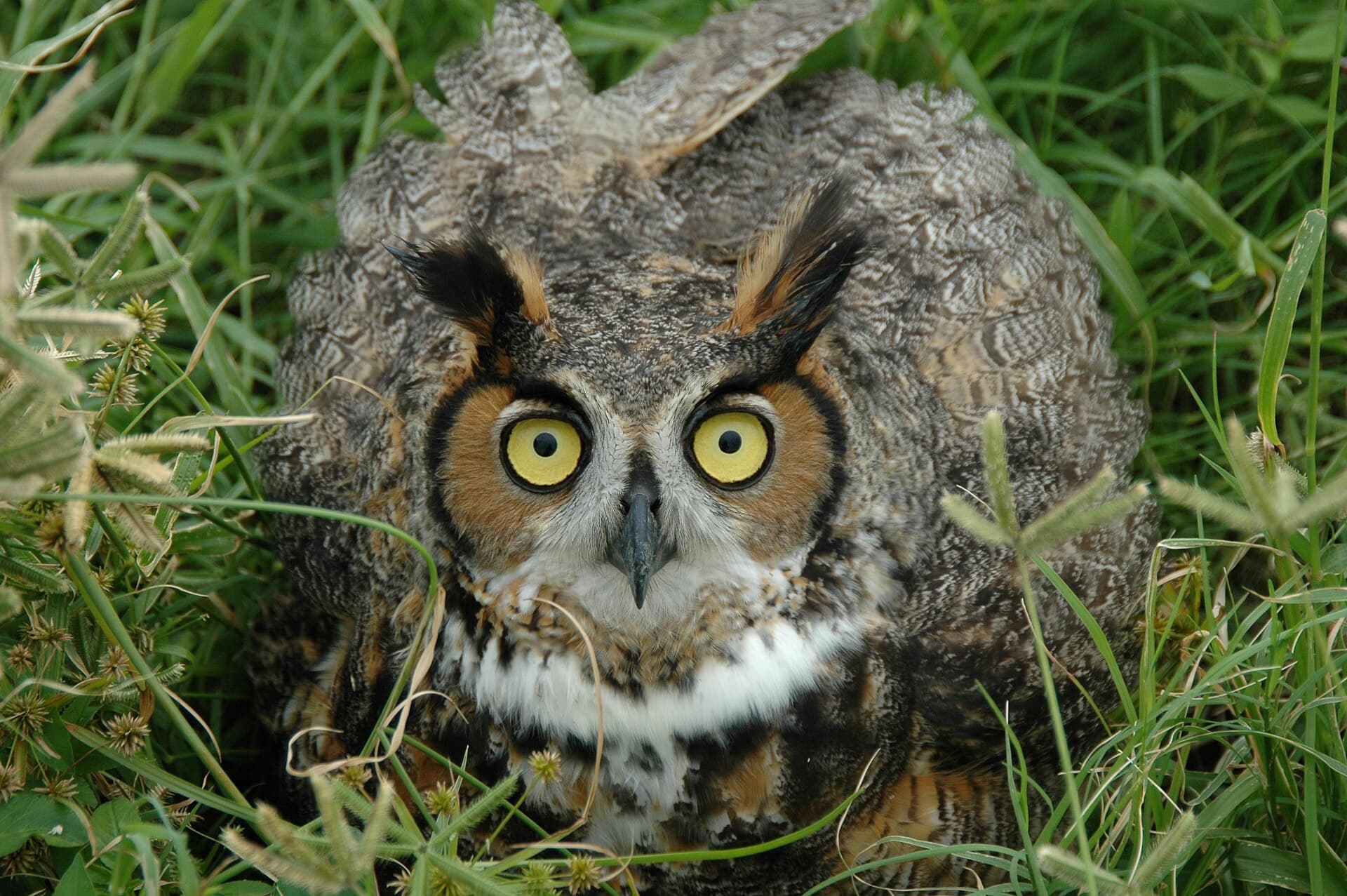Ransuil (Asio otus) - Long-Eared Owl at LC41 (KSC-05pd2448)