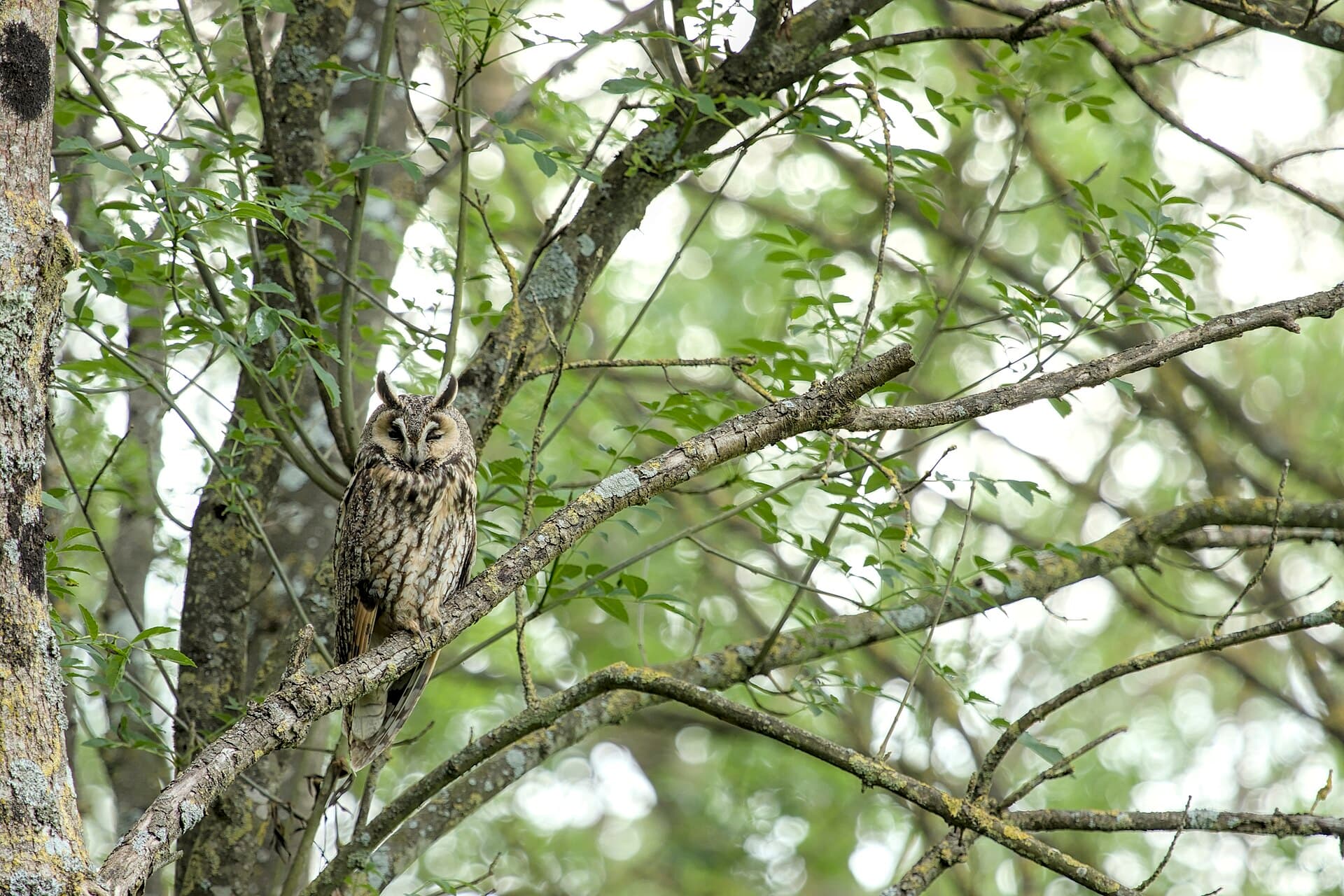 Ransuil (Asio otus) - Asio otus (Périgné) 23052019 01