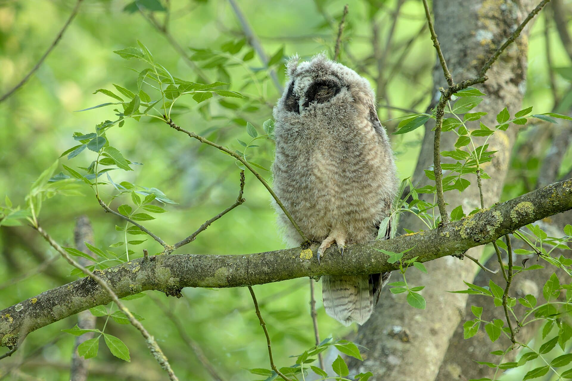 Ransuil (Asio otus) - Asio otus (Périgné) 22052019 04