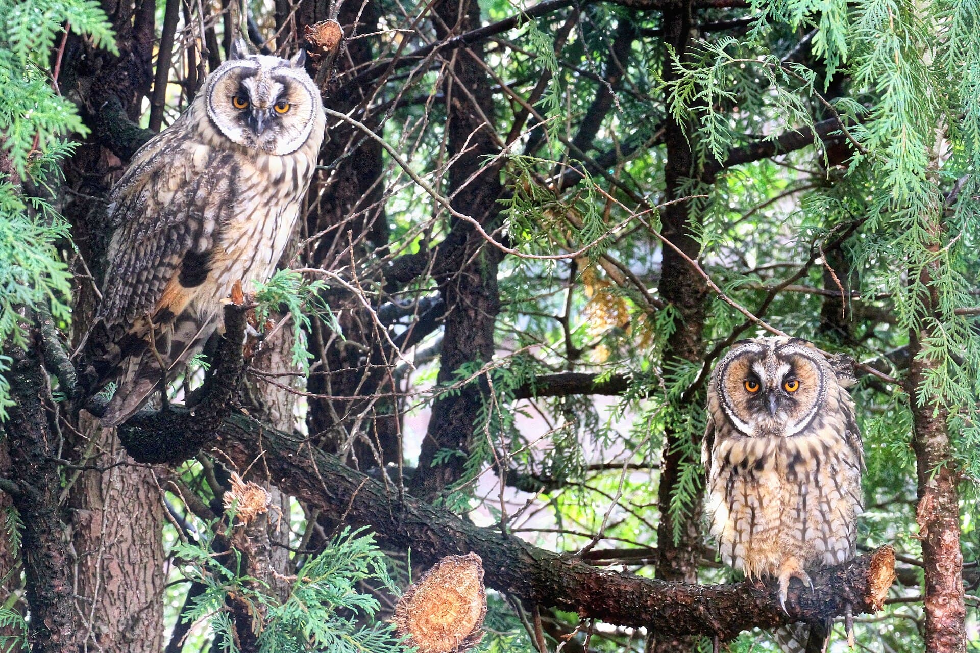 Ransuil (Asio otus) - Asio Otus Otus - Waldohreule - northern Germany, wild II