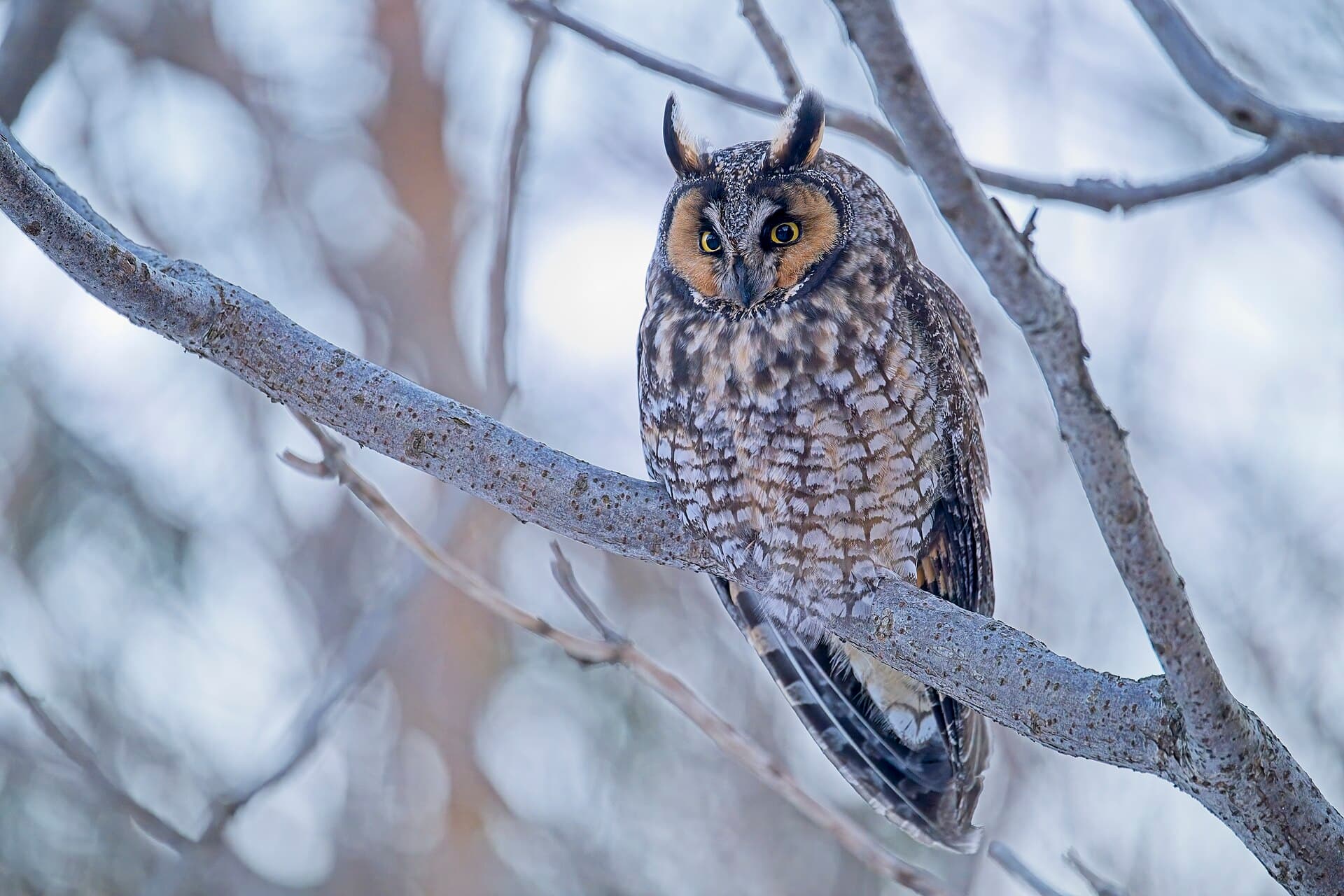 Ransuil (Asio otus) - Asio otus Downsview Park Toronto 5