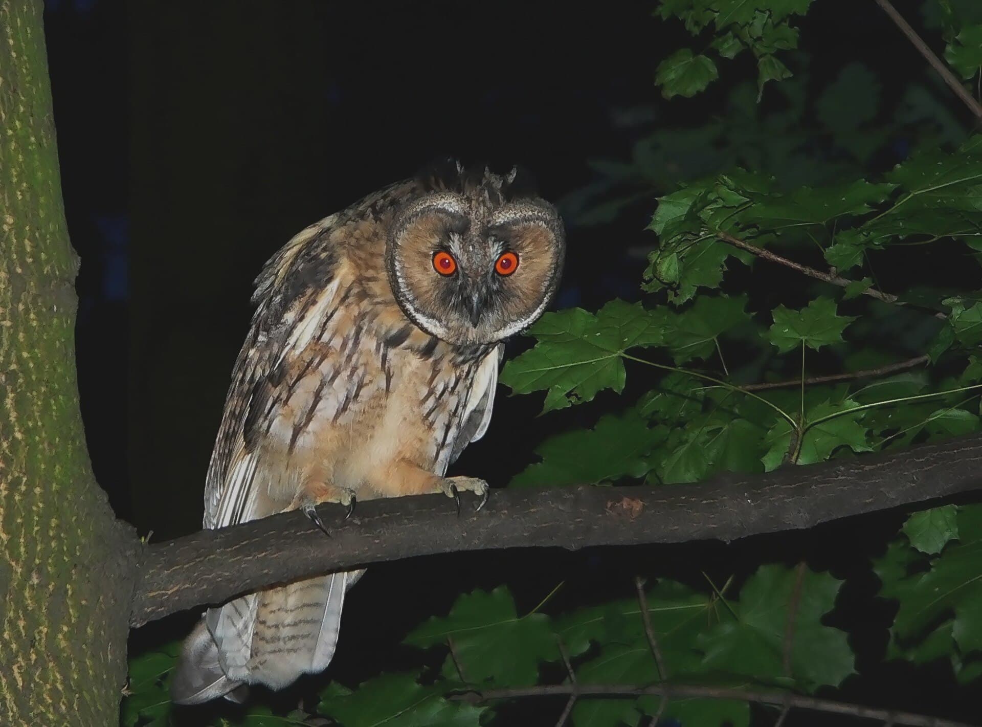 Ransuil (Asio otus) - Asio otus uszatka2