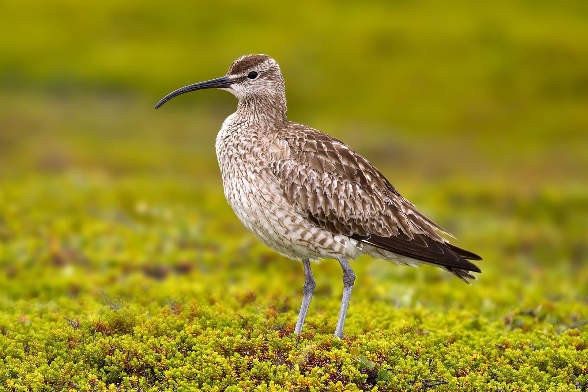 Regenwulp (Numenius phaeopus) - Whimbrel Numenius phaeopus
