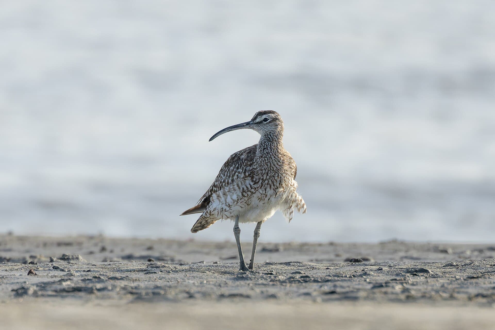 Regenwulp (Numenius phaeopus) - Whimbrel by Tisha Mukherjee 04