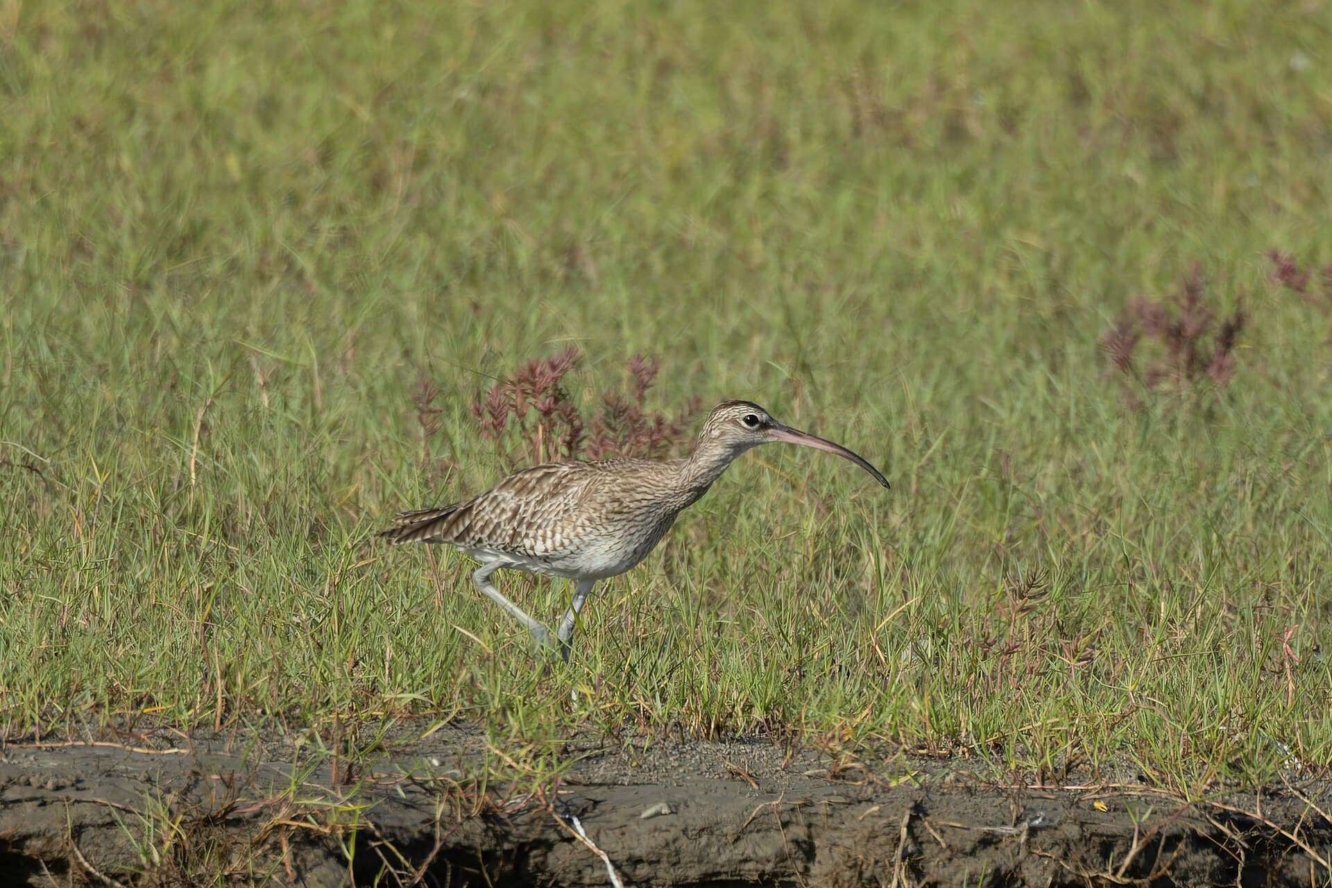 Regenwulp (Numenius phaeopus) - Whimbrel by Tisha Mukherjee 02