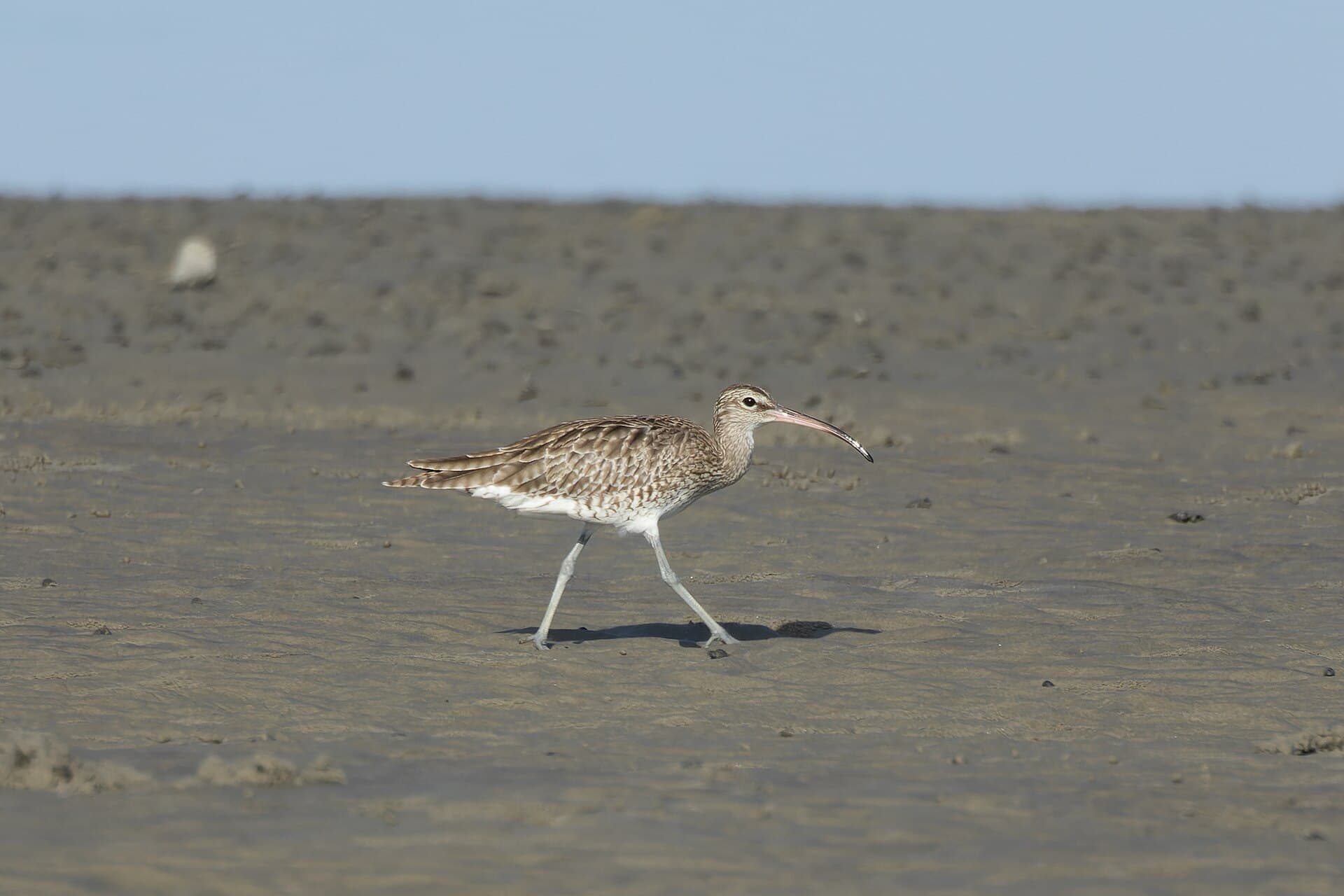 Regenwulp (Numenius phaeopus) - Whimbrel by Tisha Mukherjee 01