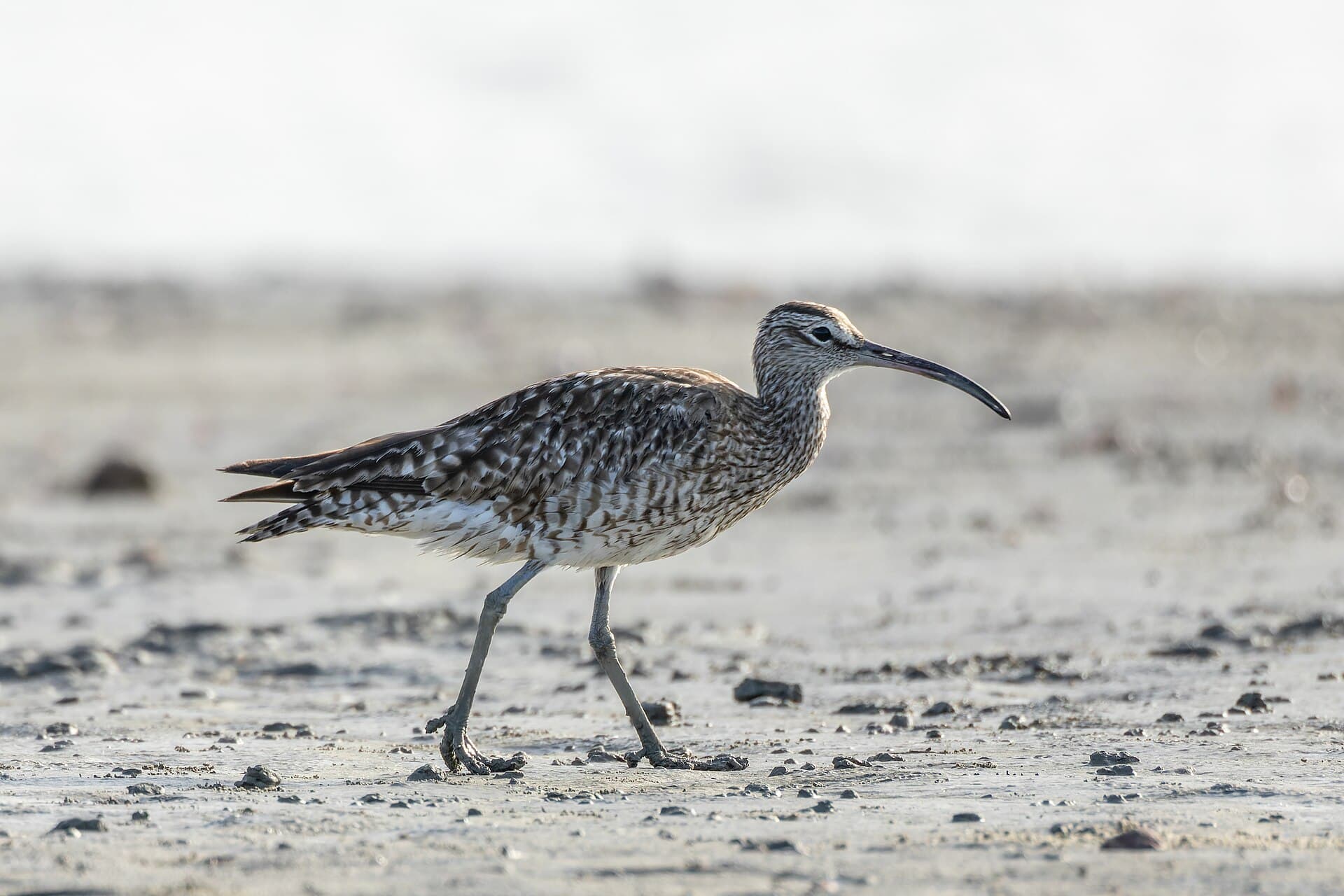 Regenwulp (Numenius phaeopus) - Whimbrel by Tisha Mukherjee 06