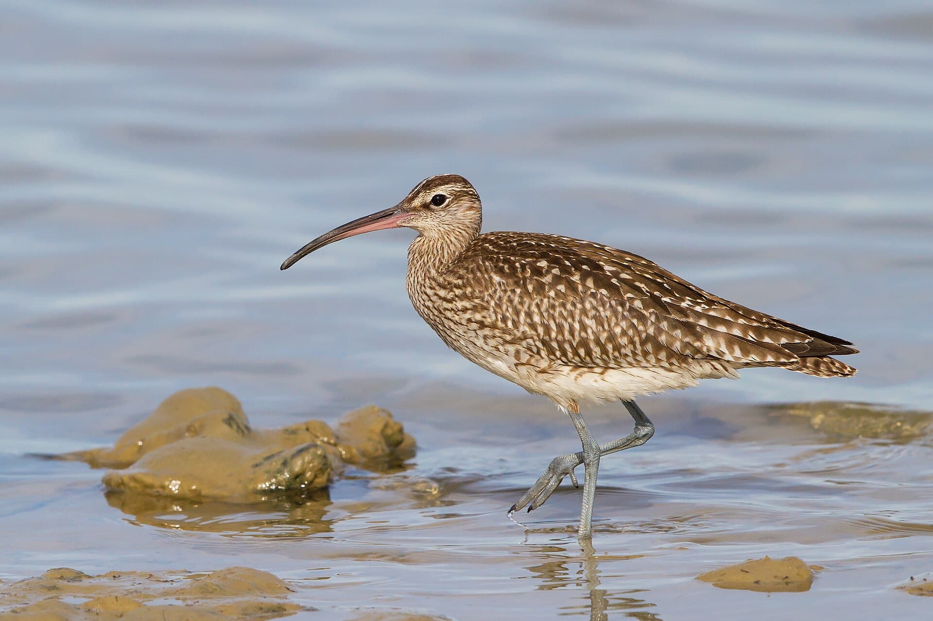 Regenwulp (Numenius phaeopus) - Numenius phaeopus in Bouches du Rhône, France