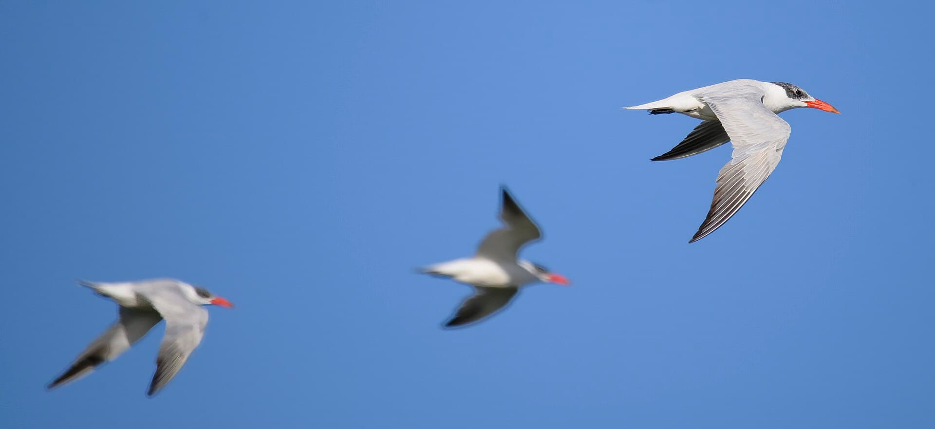 reuzenstern (Hydroprogne caspia) - Caspian tern bombay hook nwr 9.15.23 DSC 6276-topaz-sharpen