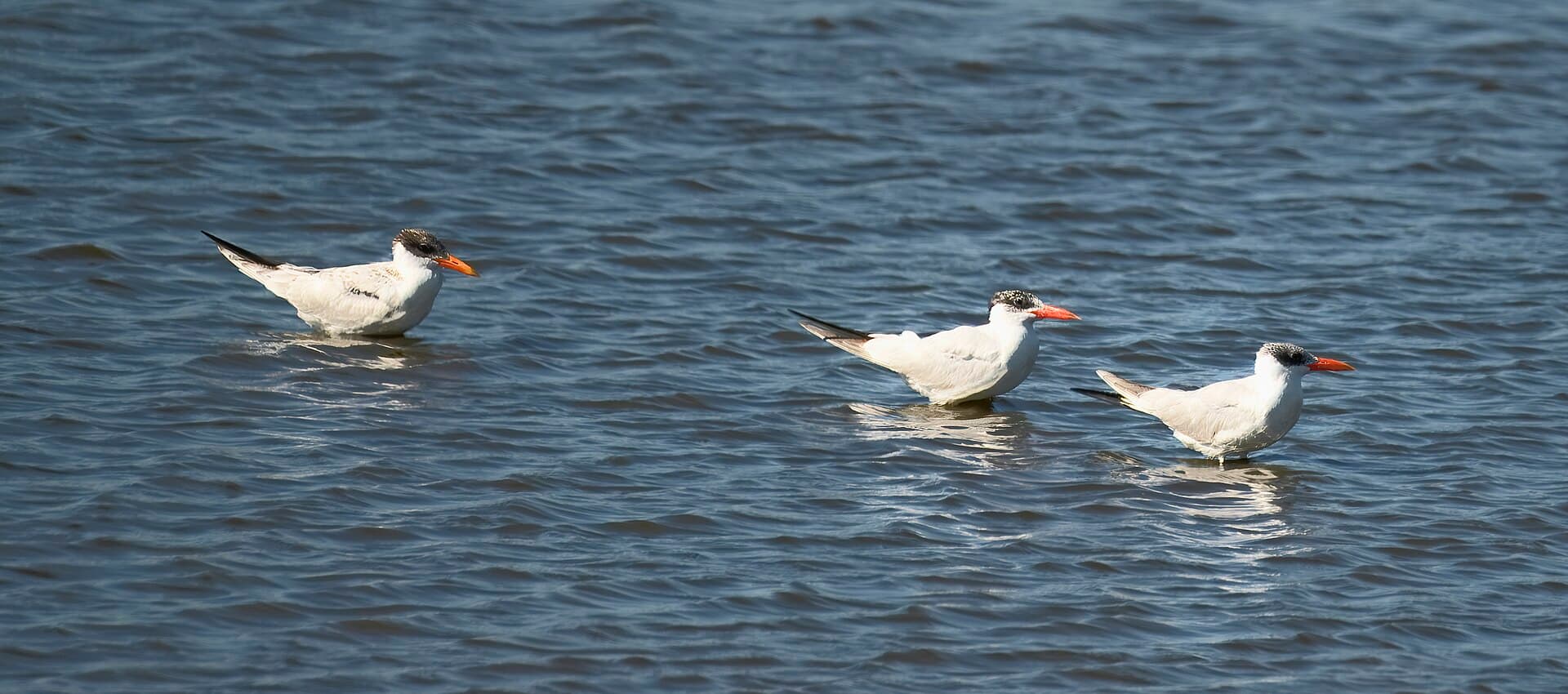 reuzenstern (Hydroprogne caspia) - Caspian tern bombay hook nwr 9.15.23 DSC 7061-topaz-denoiseraw-sharpen