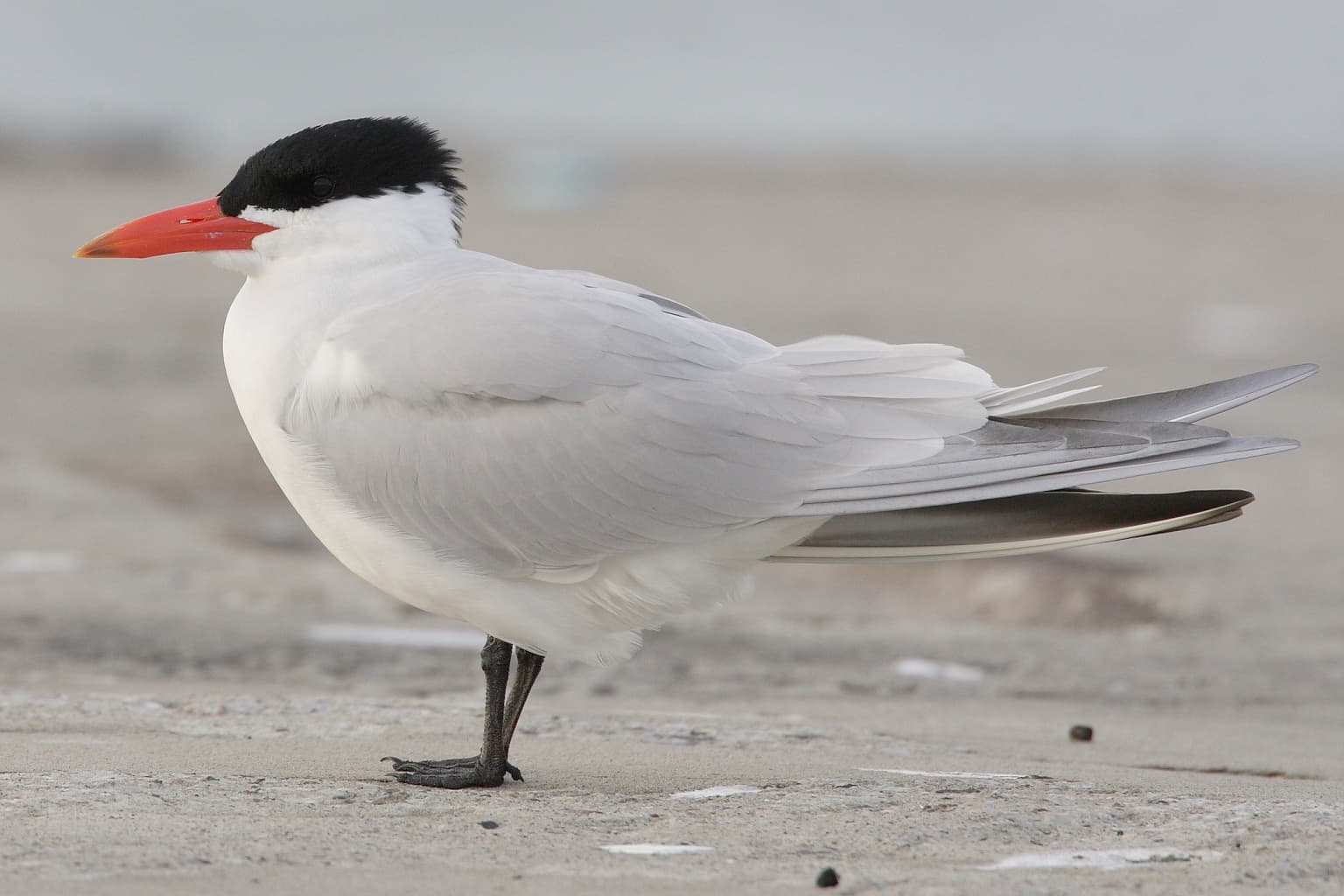 reuzenstern (Hydroprogne caspia) - Sterna-caspia-010