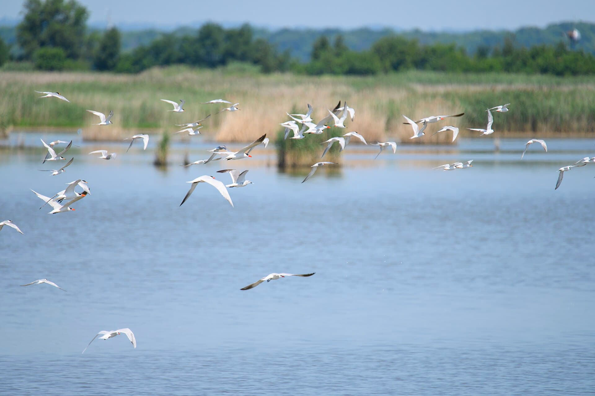 reuzenstern (Hydroprogne caspia) - Caspian, common, forster's terns hart-miller island 7.11.23 DSC 3159