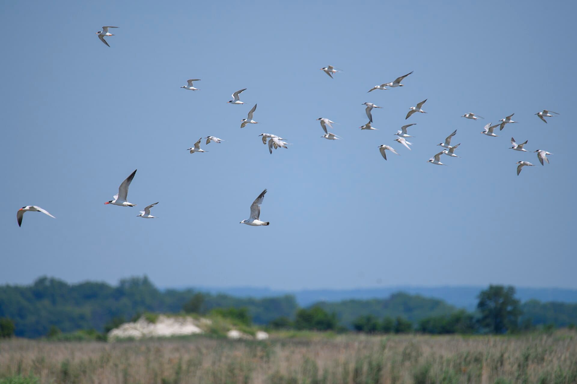 reuzenstern (Hydroprogne caspia) - Caspian, common, forster's terns hart-miller island 7.11.23 DSC 3171