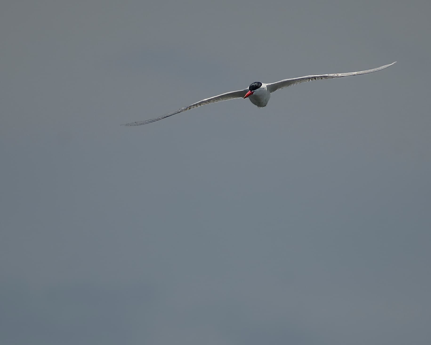 reuzenstern (Hydroprogne caspia) - Caspian tern poplar island 6.26.24 DSC 4342-topaz-sharpen