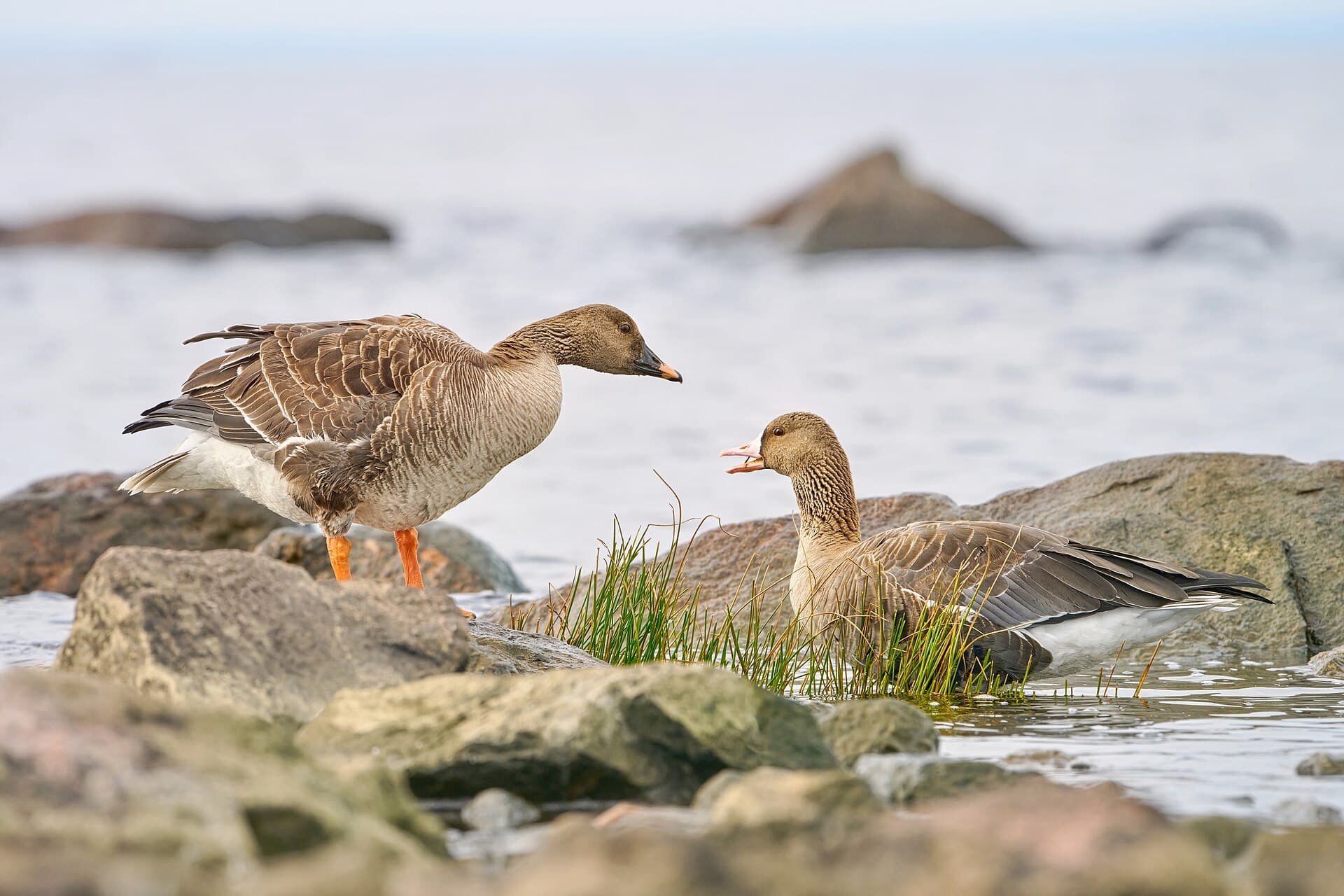 Rietgans (Anser fabalis) - Taiga bean goose and white-fronted goose (53347585232)