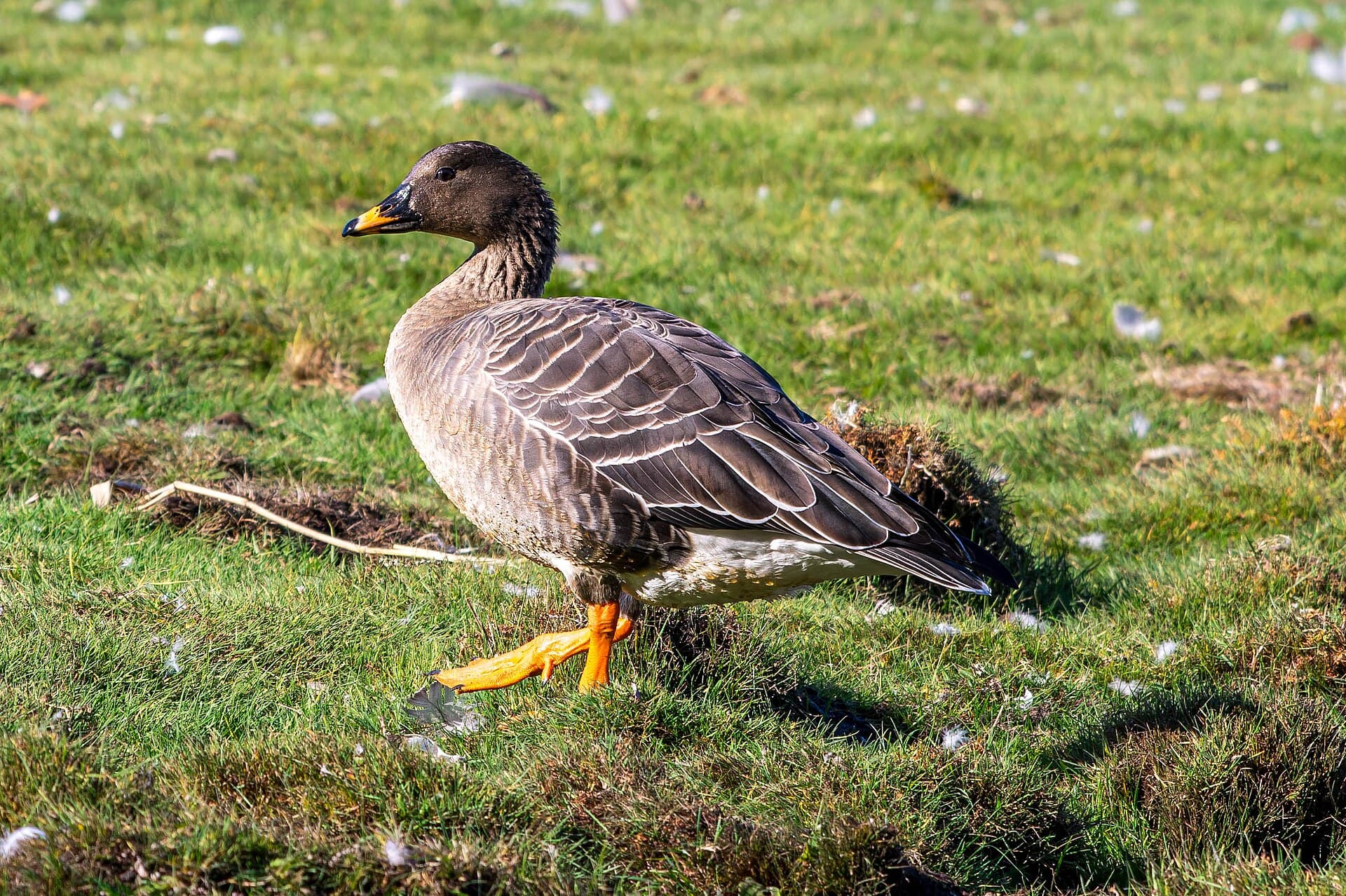 Rietgans (Anser fabalis) - Anser fabalis fabalis (Taiga Bean Goose), Naturschutzgebiet Schellbruch, Lübeck, Germany