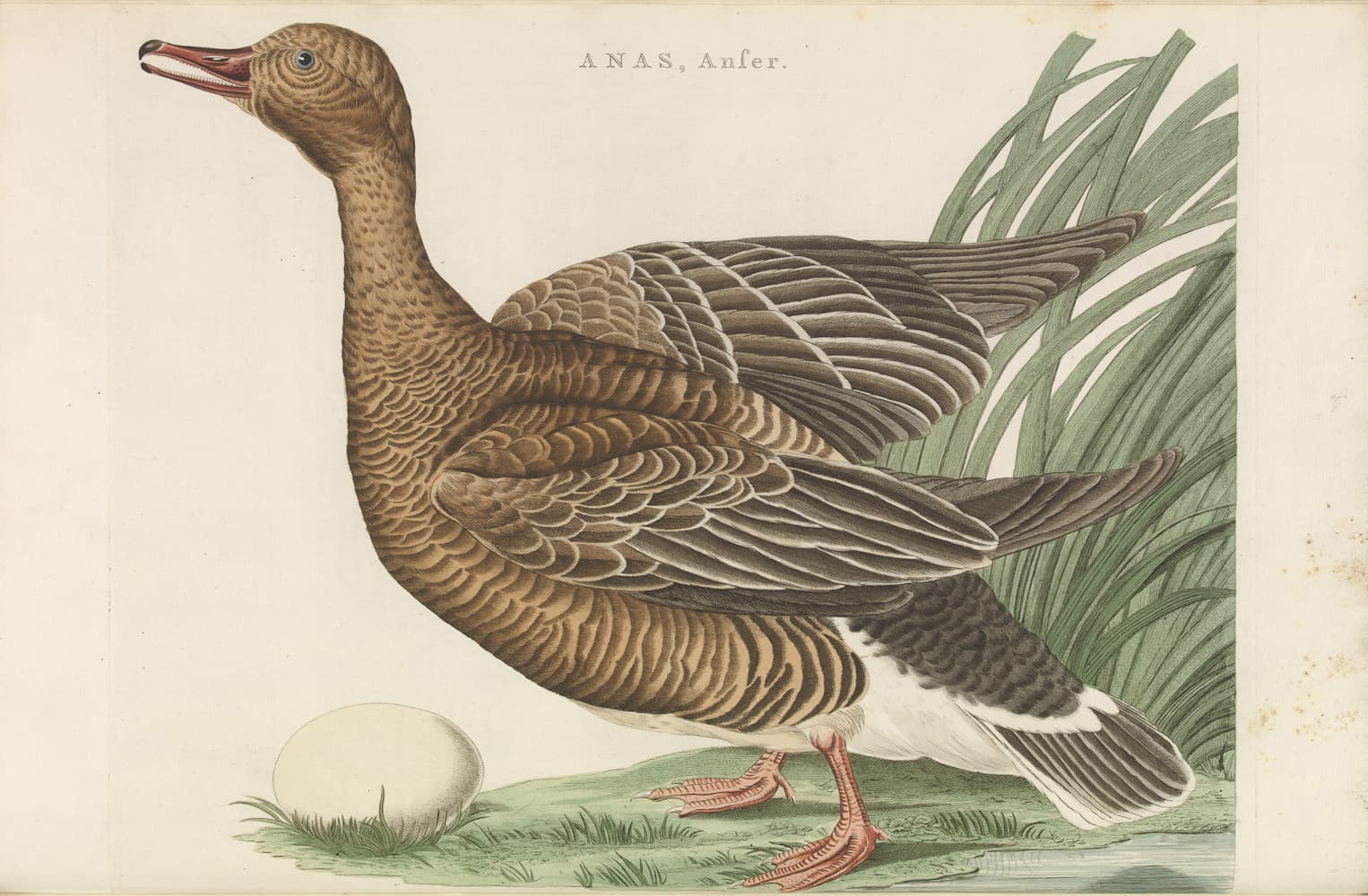 Rietgans (Anser fabalis) - Greylag goose from Nederlandsche vogelen (Dutch birds) by Nozeman and Sepp (1770-1829)