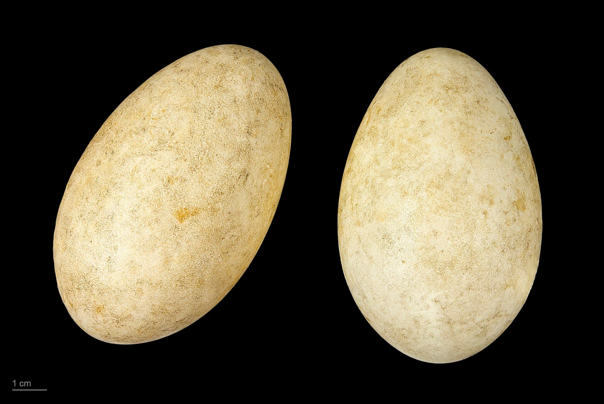 Rietgans (Anser fabalis) - Anser fabalis MHNT.ZOO.2010.11.14.7