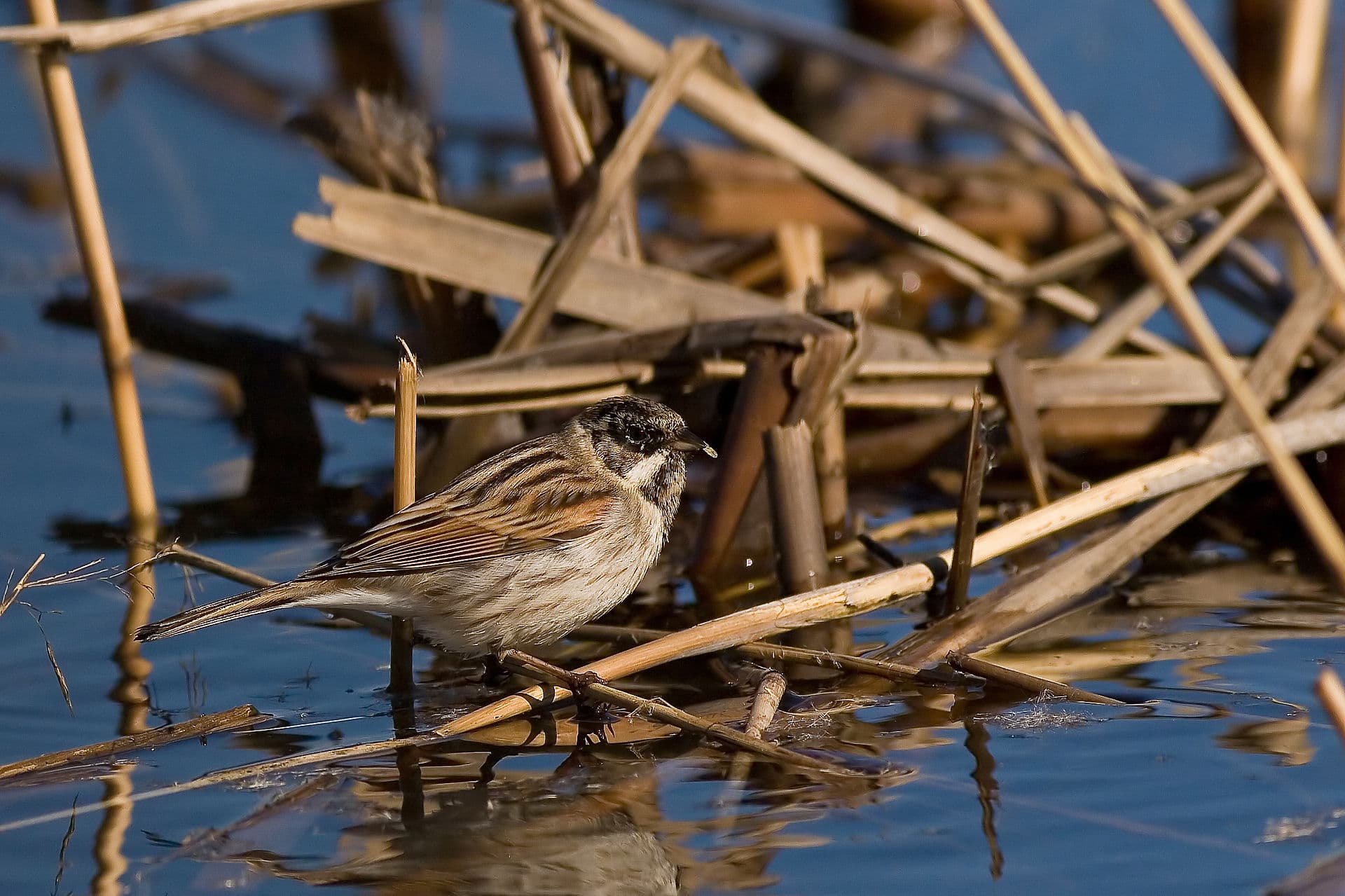 Rietgors (Emberiza schoeniclus) - EmberizaSchoeniclusNaturalHabitat