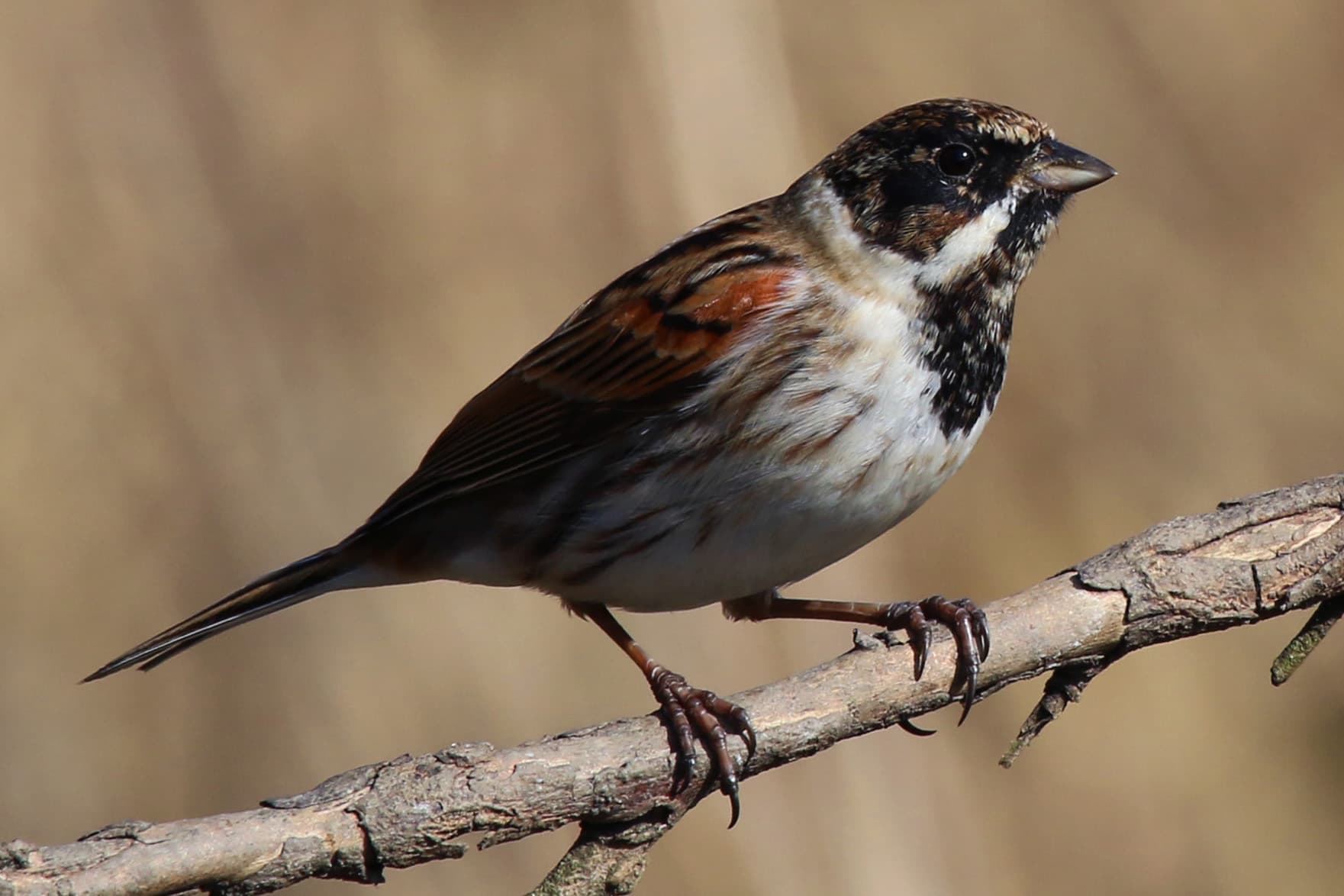 Rietgors (Emberiza schoeniclus) - Common reed bunting (emberiza schoeniclus) m