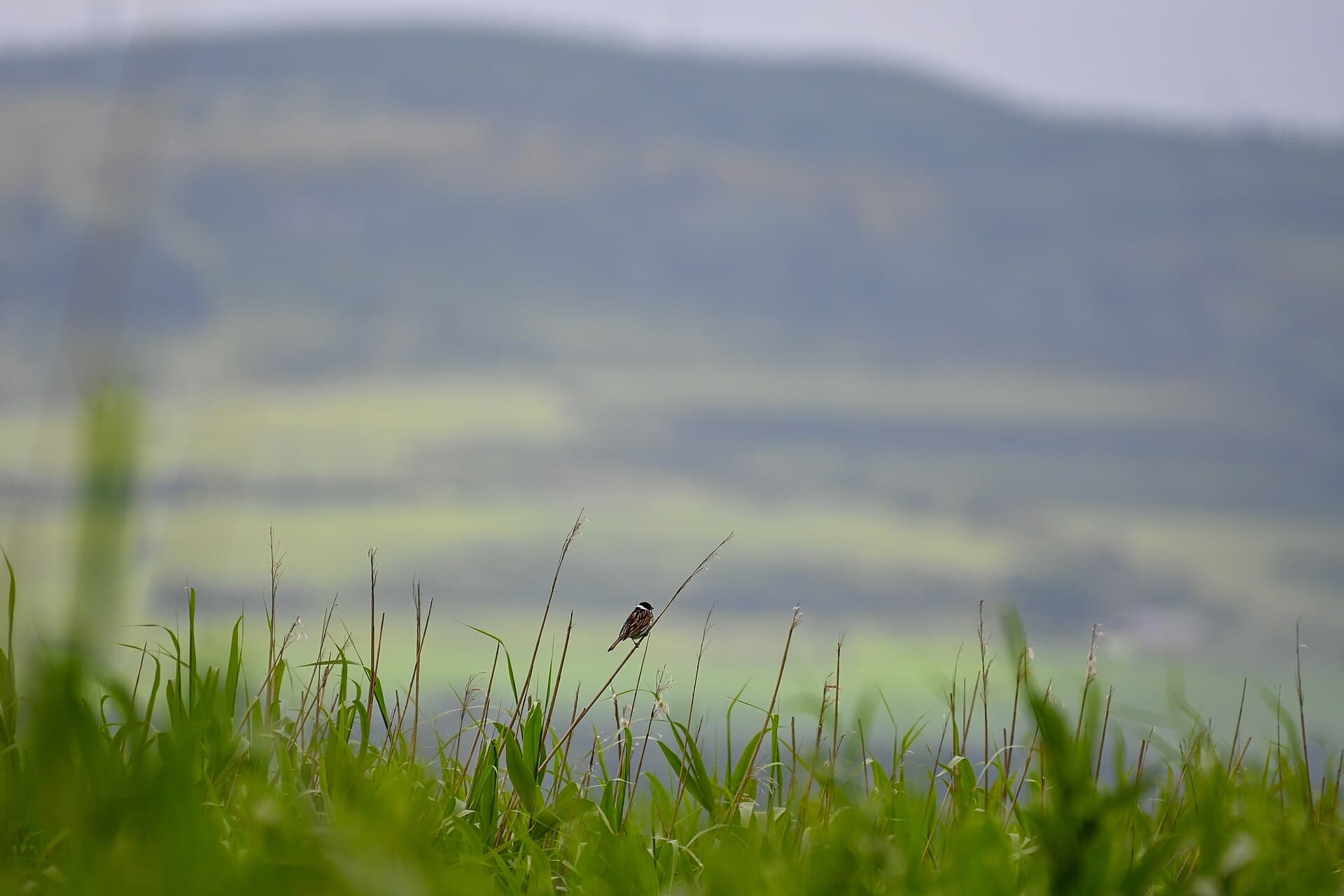 Rietgors (Emberiza schoeniclus) - Common Reed Bunting in the Tay reedbeds