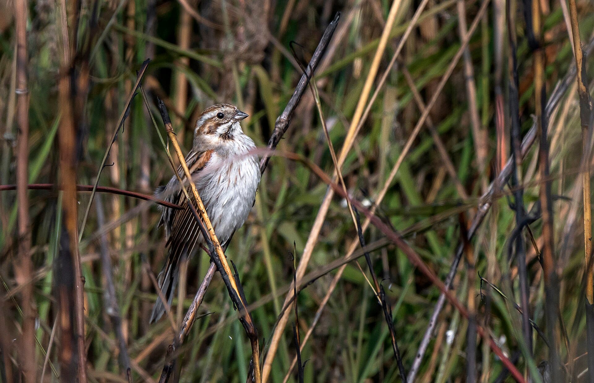 Rietgors (Emberiza schoeniclus) - Common Reed Bunting