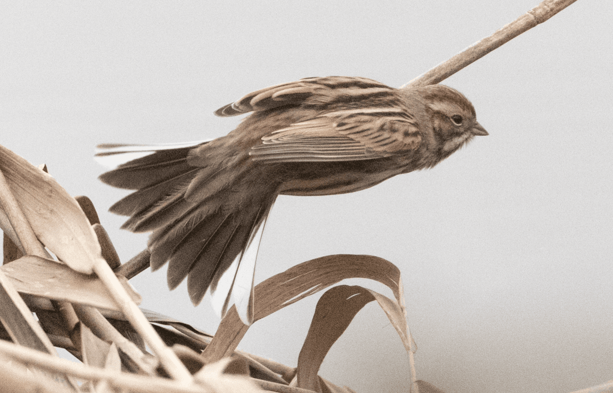 Rietgors (Emberiza schoeniclus) - Emberiza schoeniclus 112801963