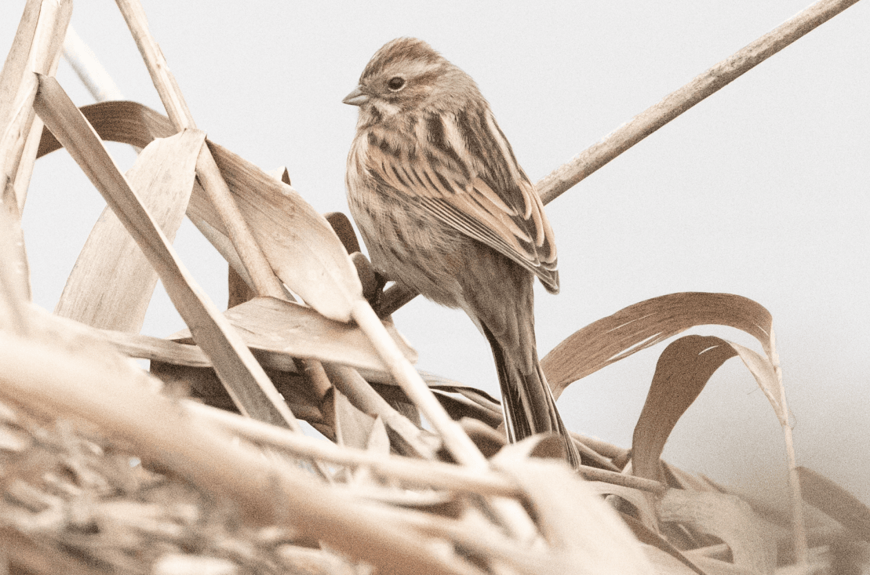 Rietgors (Emberiza schoeniclus) - Emberiza schoeniclus 112801977