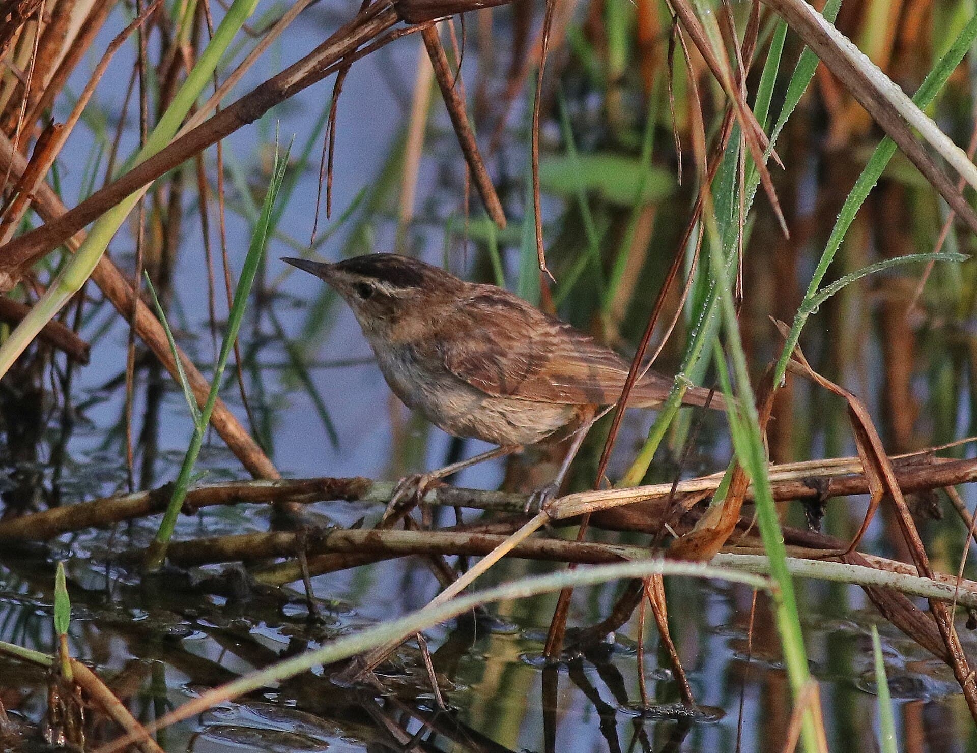 Rietzanger (Acrocephalus schoenobaenus) - Sedge warbler 46