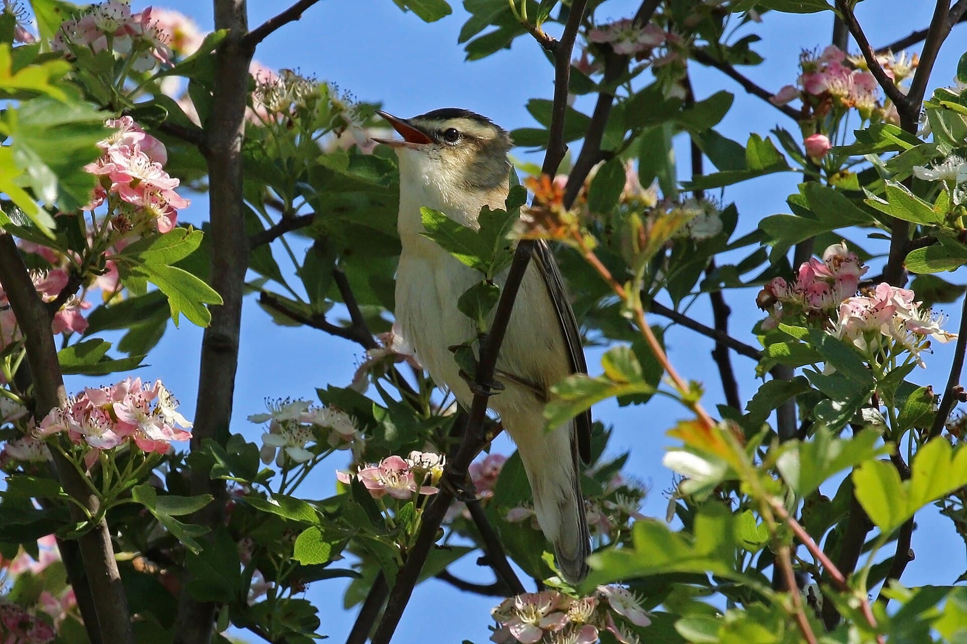 Rietzanger (Acrocephalus schoenobaenus) - Sedge warbler (Acrocephalus schoenobaenus)