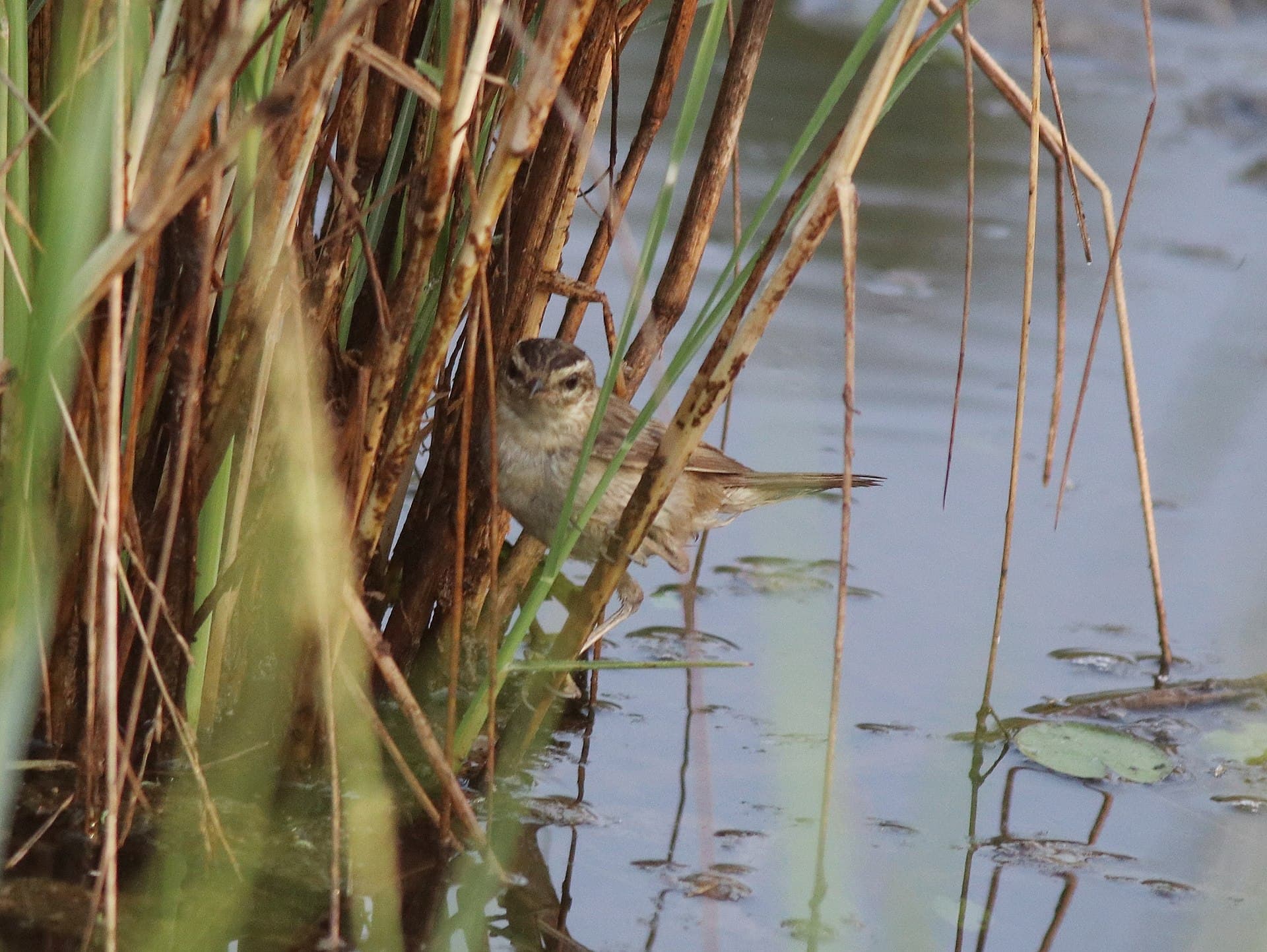 Rietzanger (Acrocephalus schoenobaenus) - Sedge warbler 39