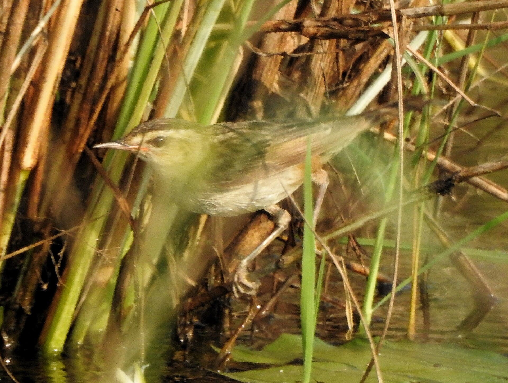 Rietzanger (Acrocephalus schoenobaenus) - Sedge warbler 51