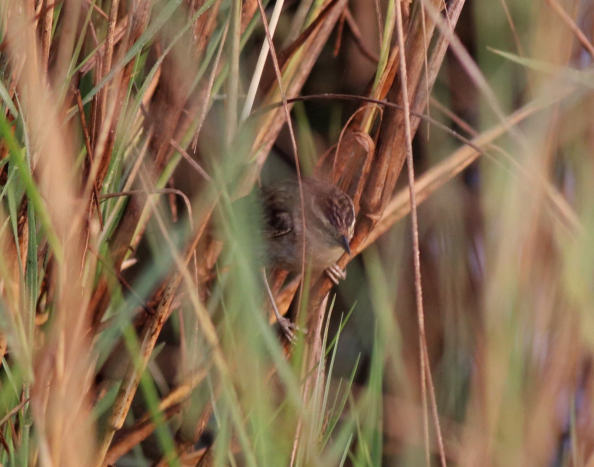Rietzanger (Acrocephalus schoenobaenus) - Sedge warbler 18