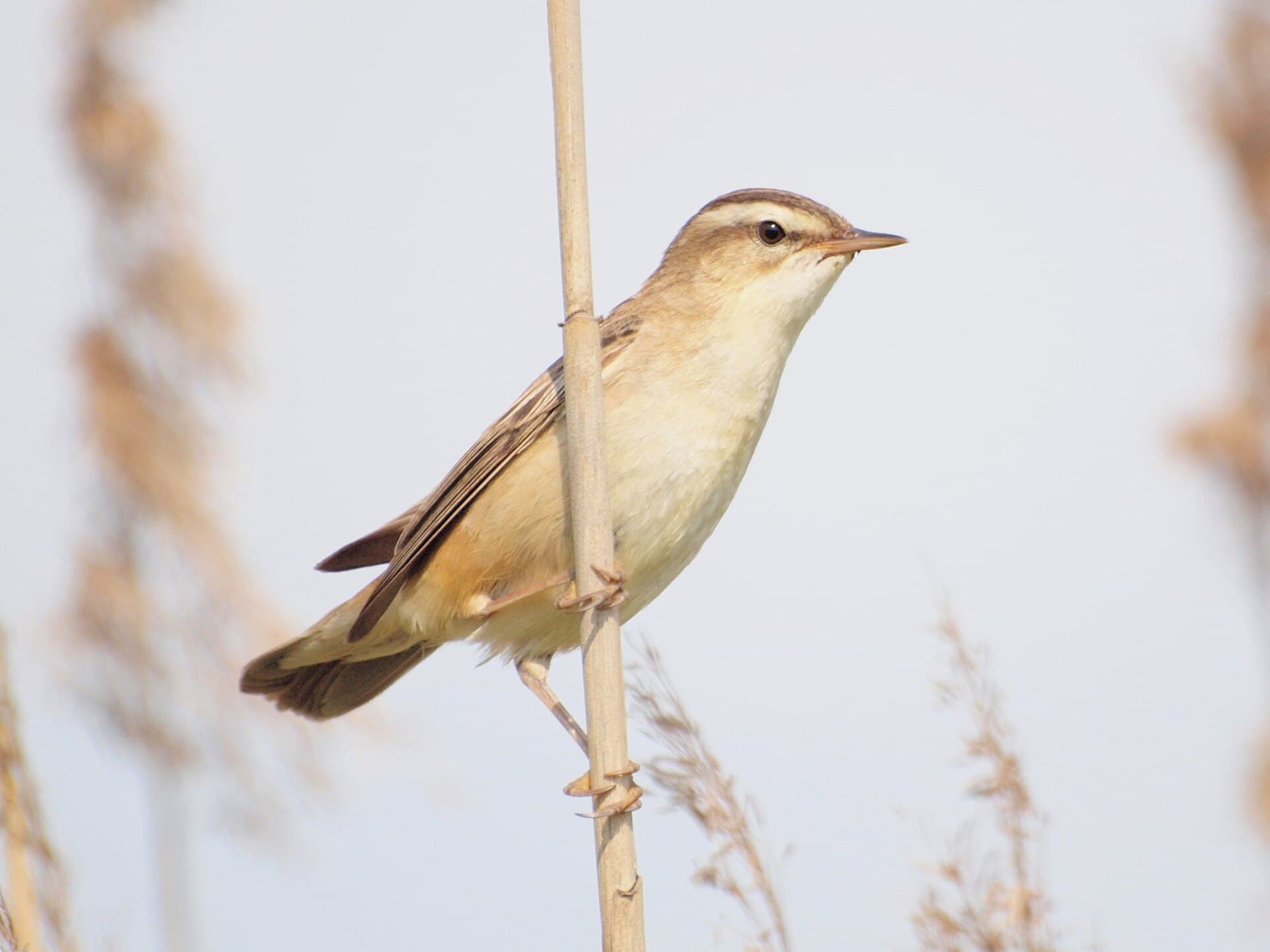 Rietzanger (Acrocephalus schoenobaenus) - Acrocephalus schoenobaenus -Sweden-8 (1)