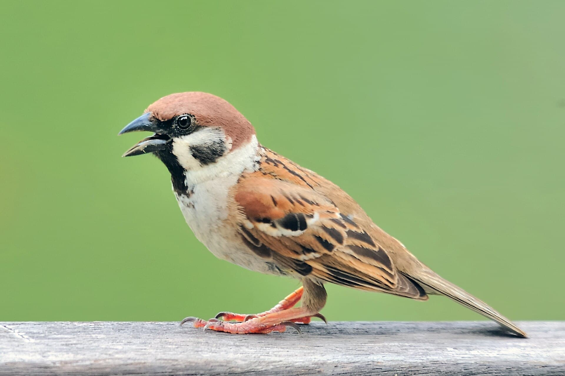 Ringmus (Passer montanus) - Eurasian Tree Sparrow