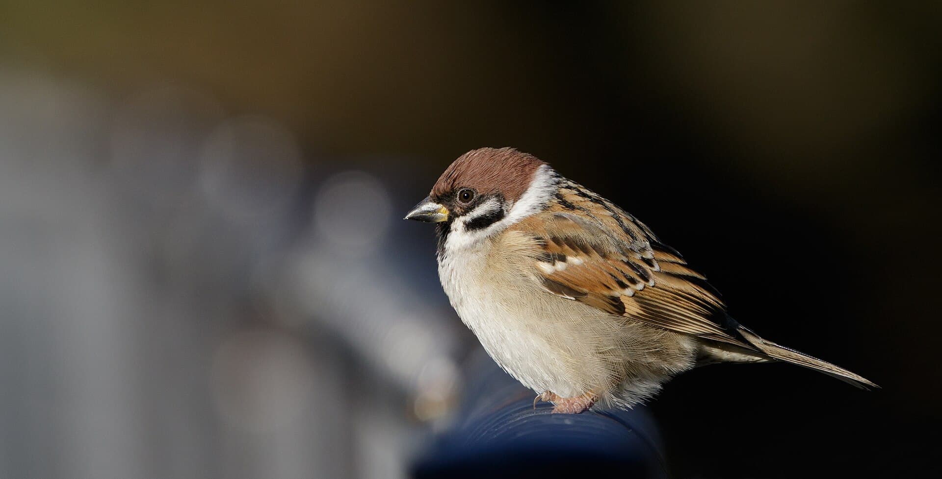 Ringmus (Passer montanus) - Eurasian tree sparrow at Tennōji Park in Osaka, December 2015