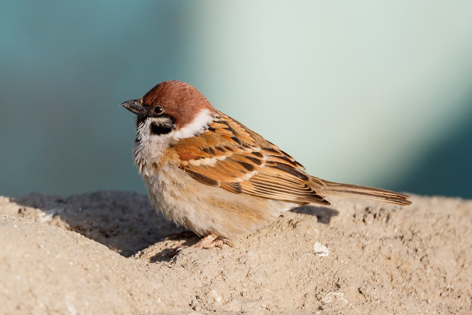 Ringmus (Passer montanus) - Tree Sparrow (Passer montanus), Nepal 02