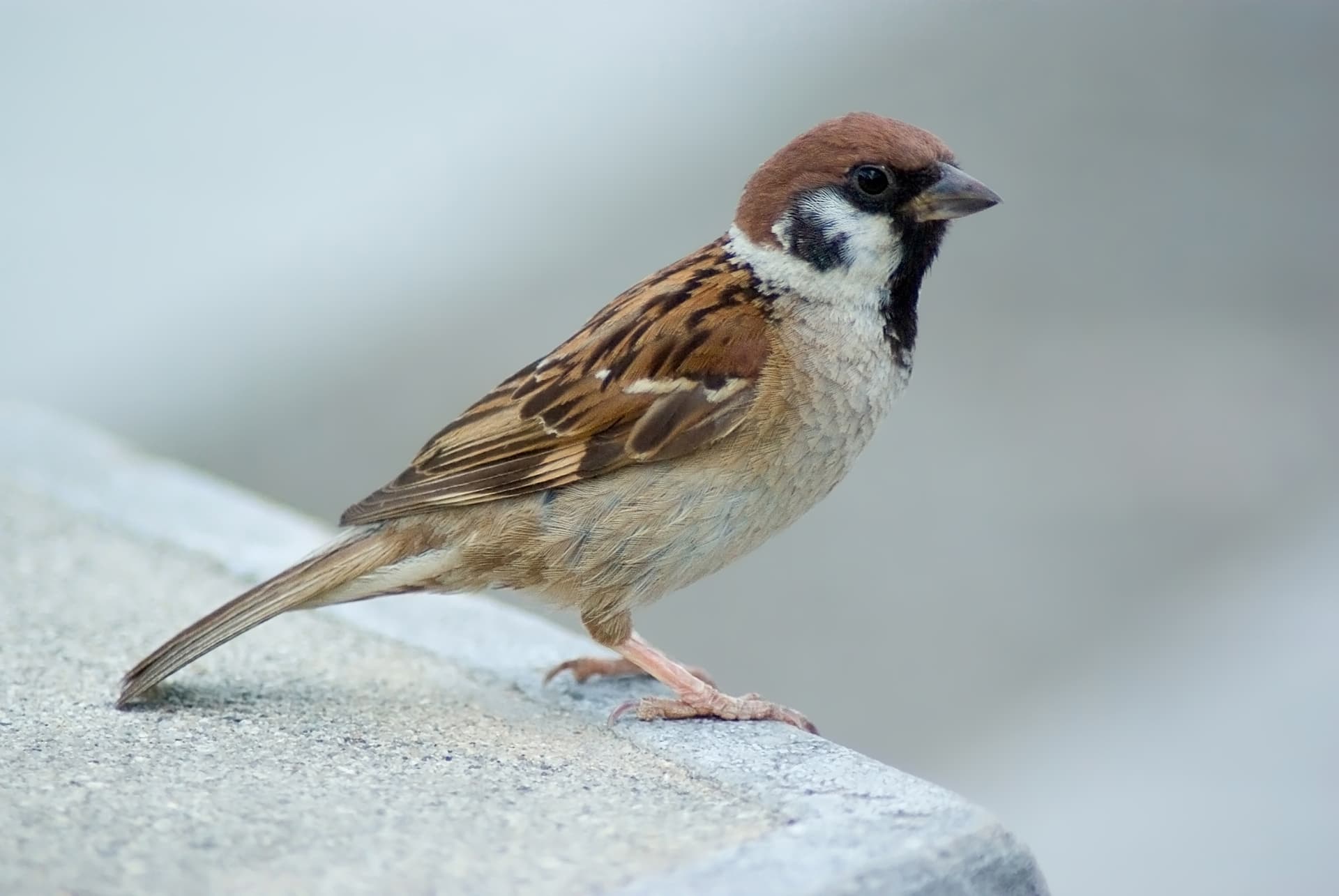 Ringmus (Passer montanus) - Tree Sparrow August 2007 Osaka Japan