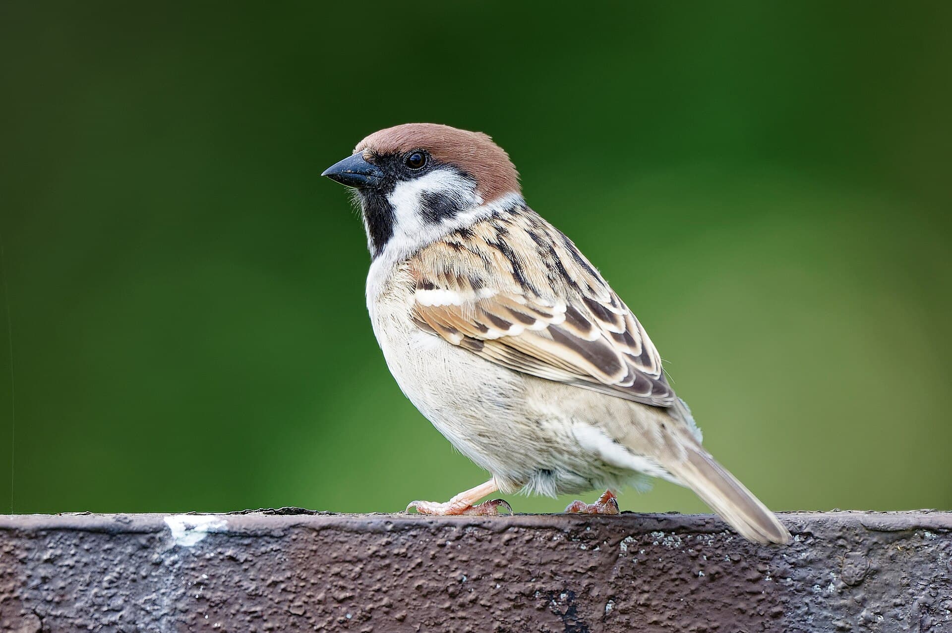 Ringmus (Passer montanus) - Eurasian tree sparrow, Rżuchów, Świętokrzyskie Voivodeship, 20250421 1151 4164