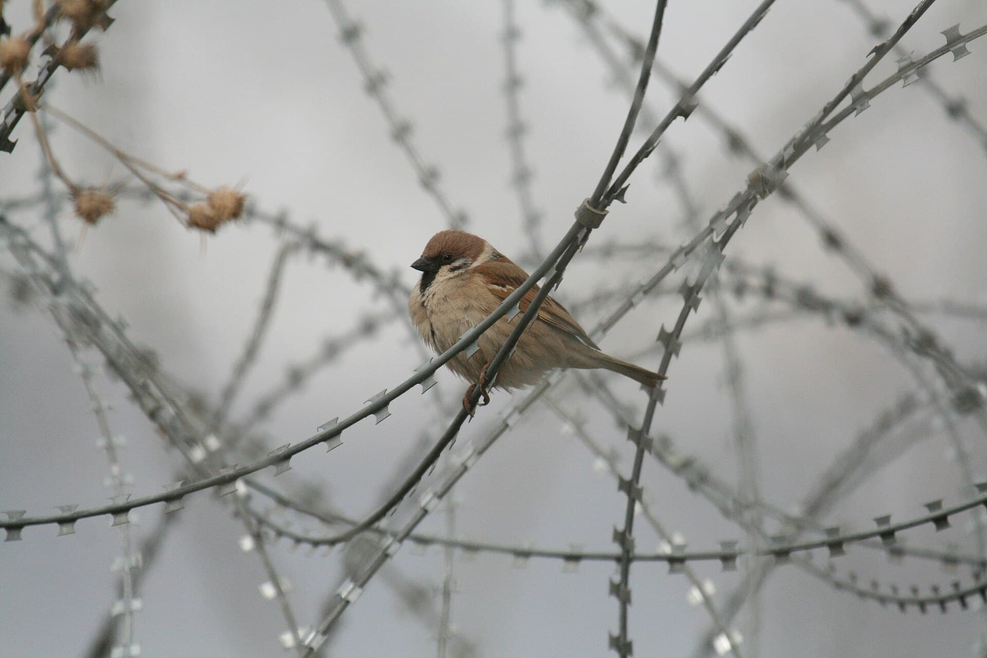 Ringmus (Passer montanus) - Eurasian Tree Sparrow (3352252620)