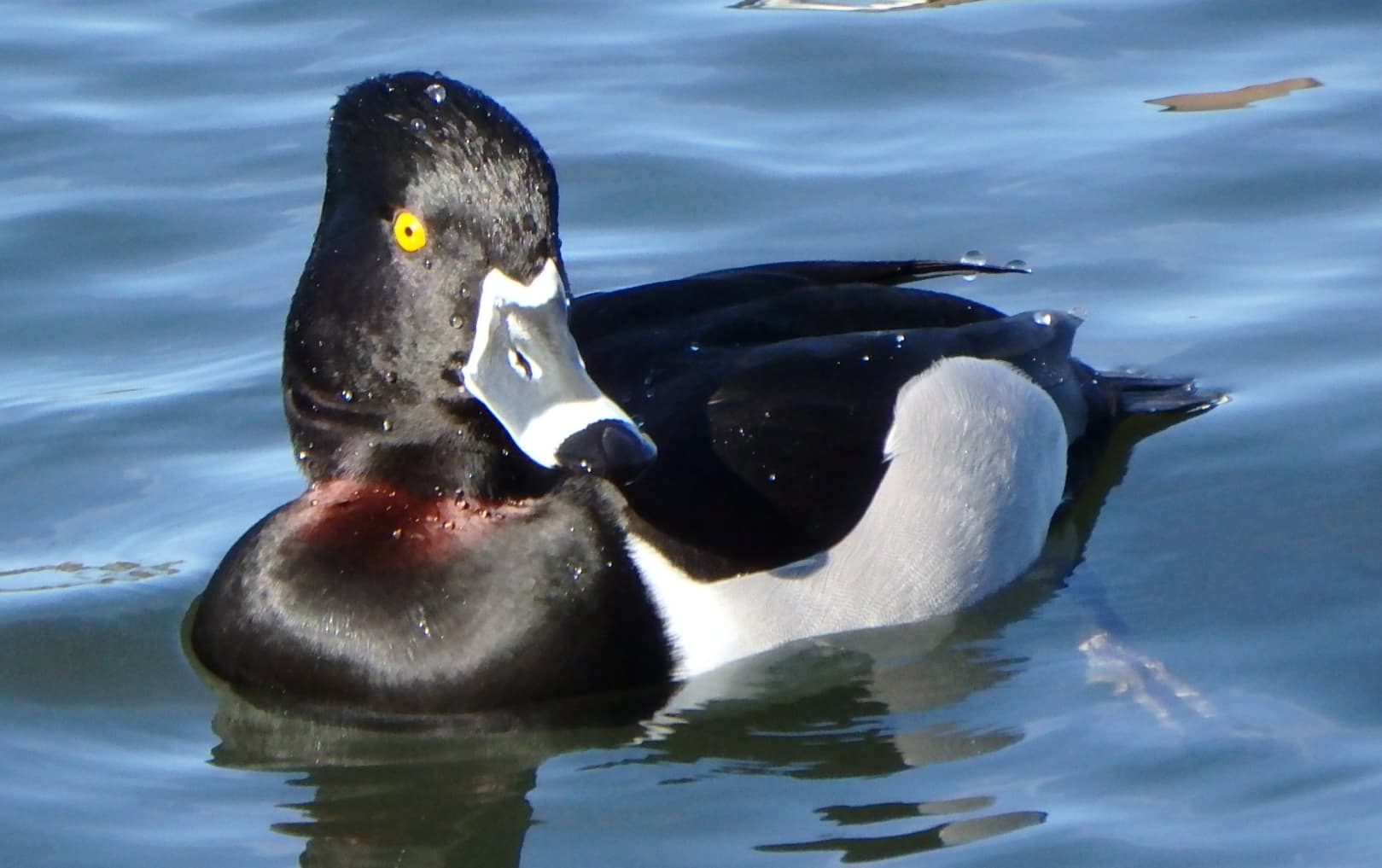 ringsnaveleend (Aythya collaris) - Ring-Necked Duck 2