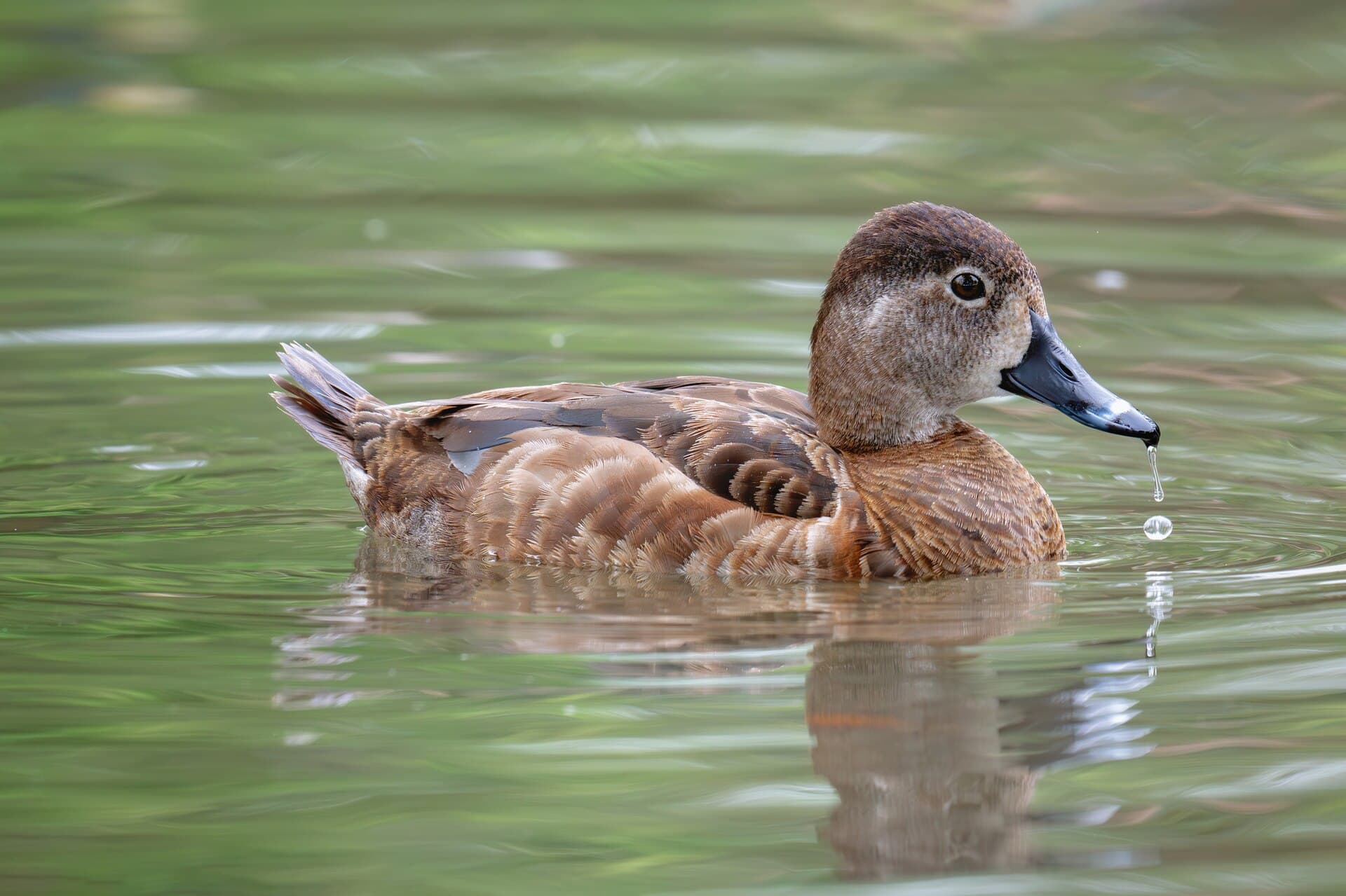 ringsnaveleend (Aythya collaris) - Aythya collaris 420817968