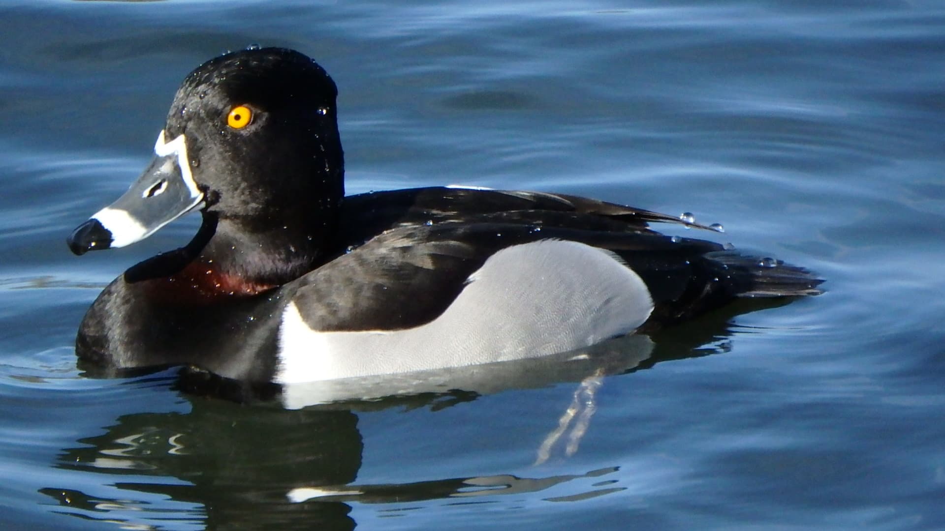 ringsnaveleend (Aythya collaris) - Ring-Necked Duck 1