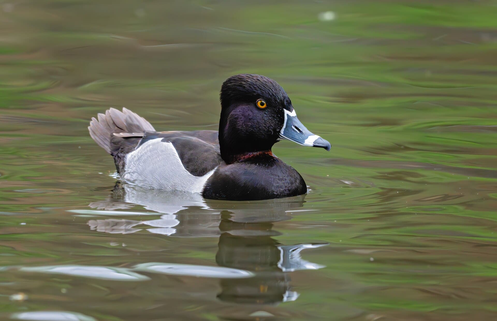 ringsnaveleend (Aythya collaris) - Aythya collaris 420817943