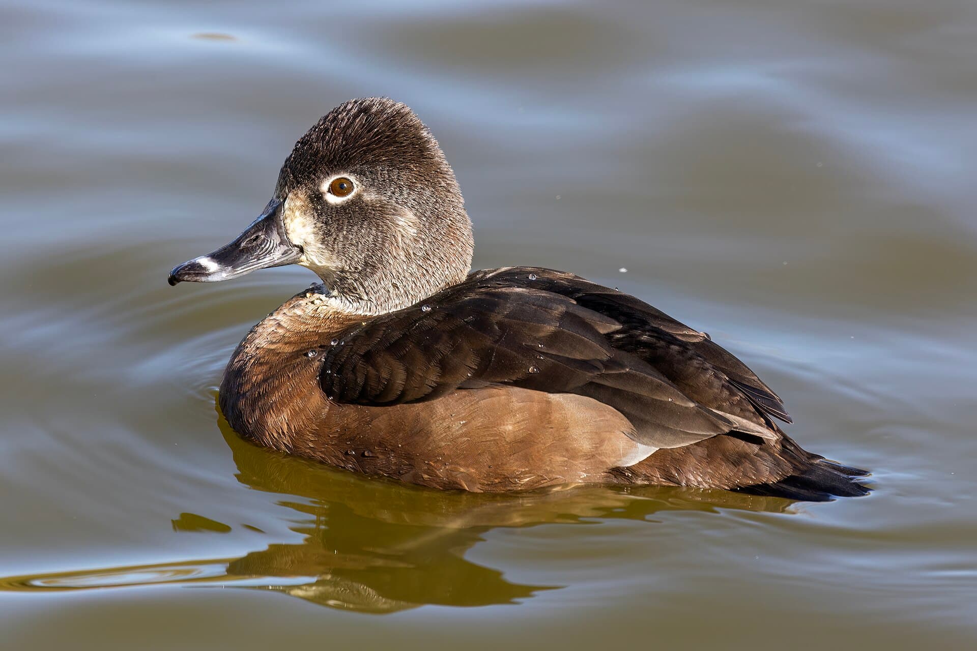 ringsnaveleend (Aythya collaris) - Ring-necked Duck Female