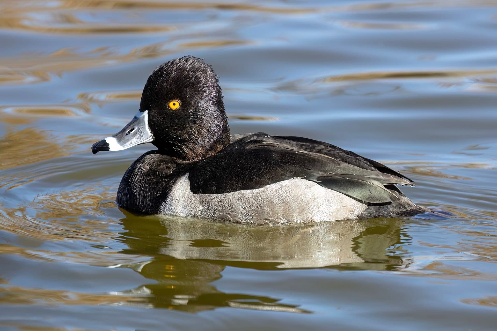 ringsnaveleend (Aythya collaris) - Ring-Necked Duck